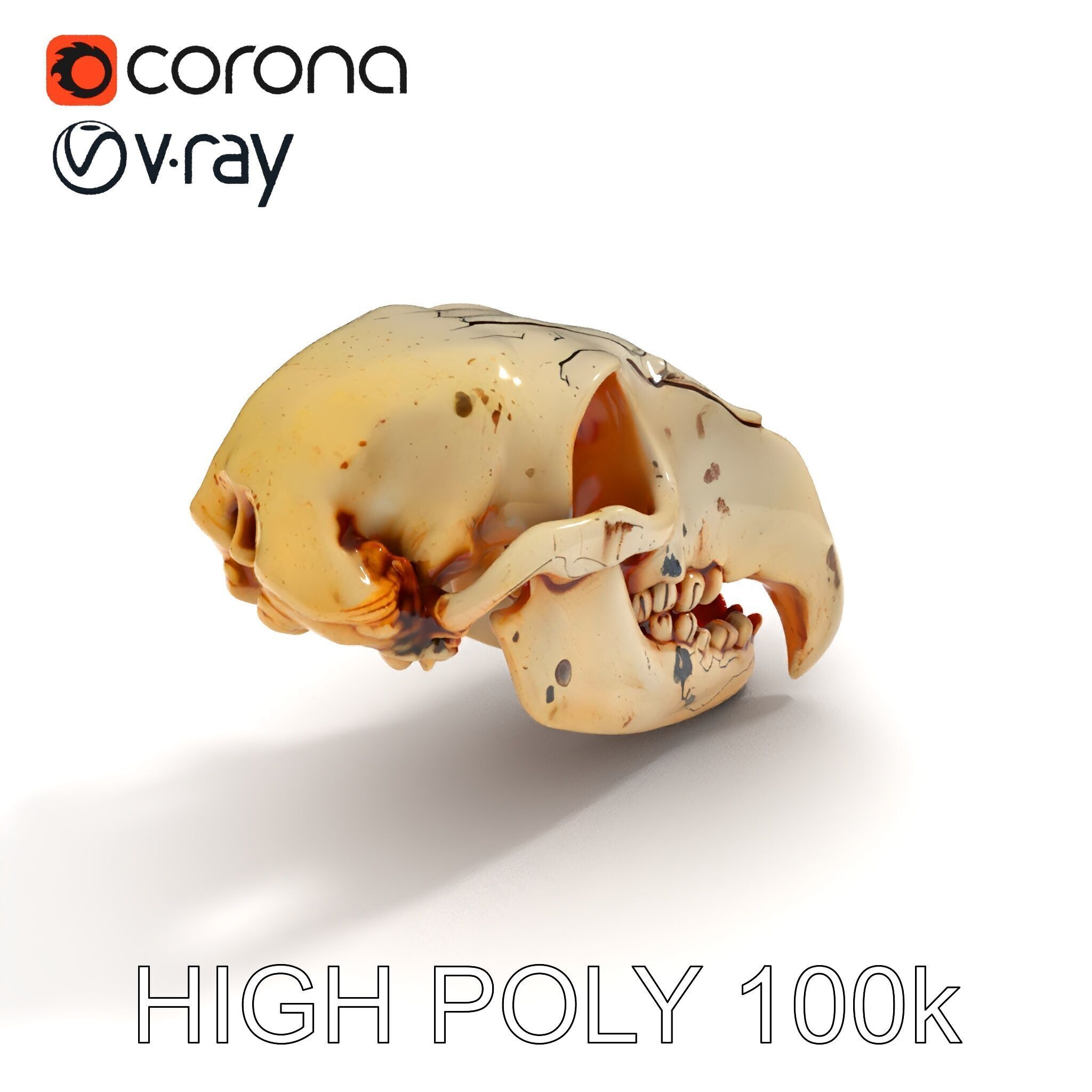 Animal Skull Model Pack with High Detail and PBR Textures Low-poly 3D model_16