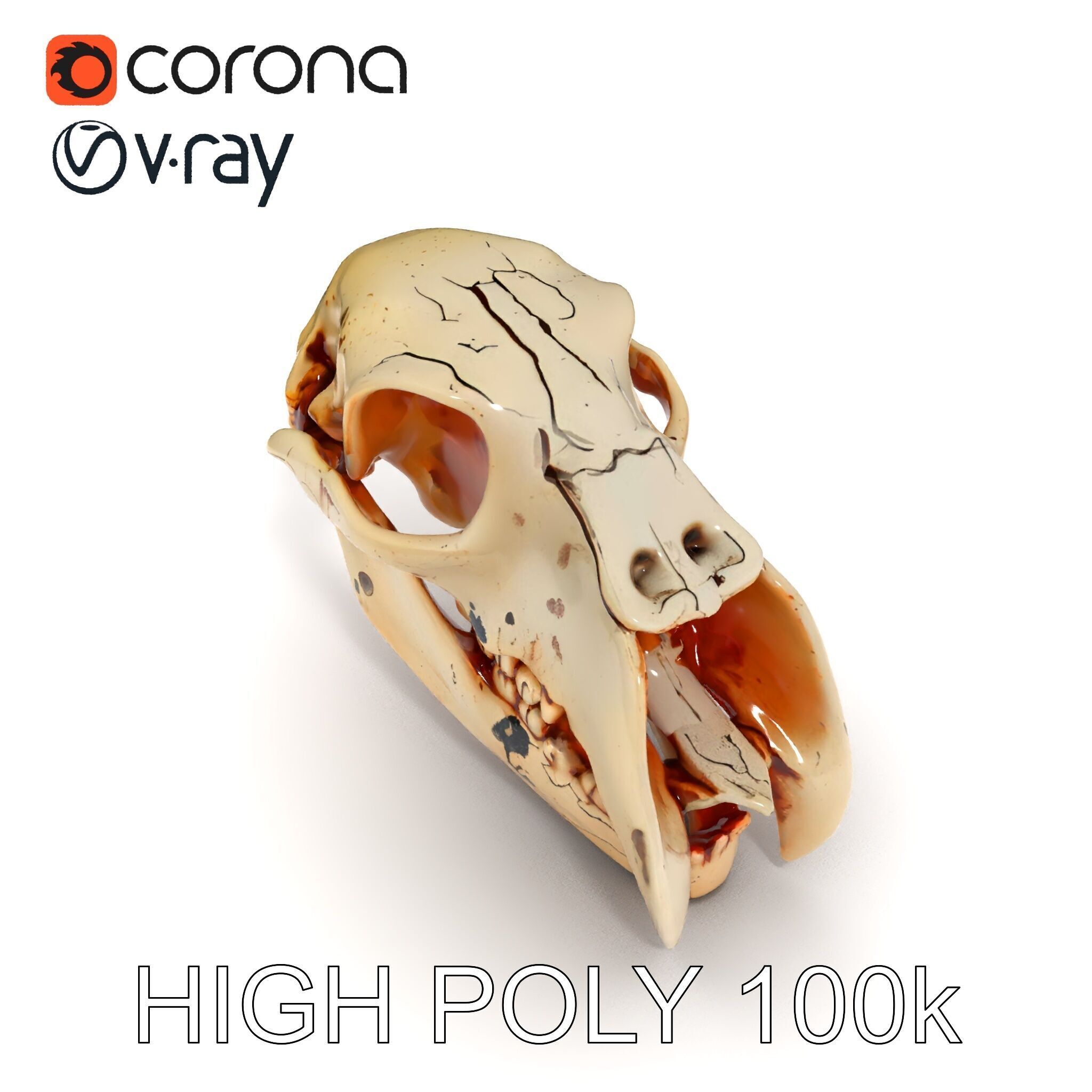 Animal Skull Model Pack with High Detail and PBR Textures Low-poly 3D model_28