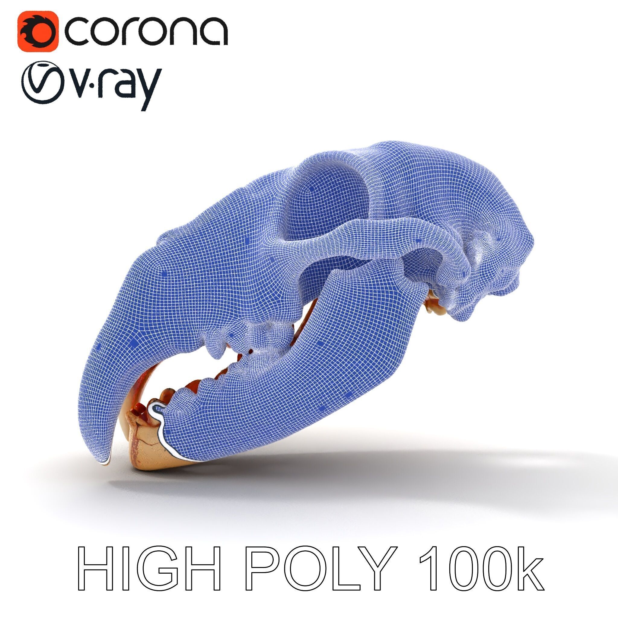 Animal Skull Model Pack with High Detail and PBR Textures Low-poly 3D model_10