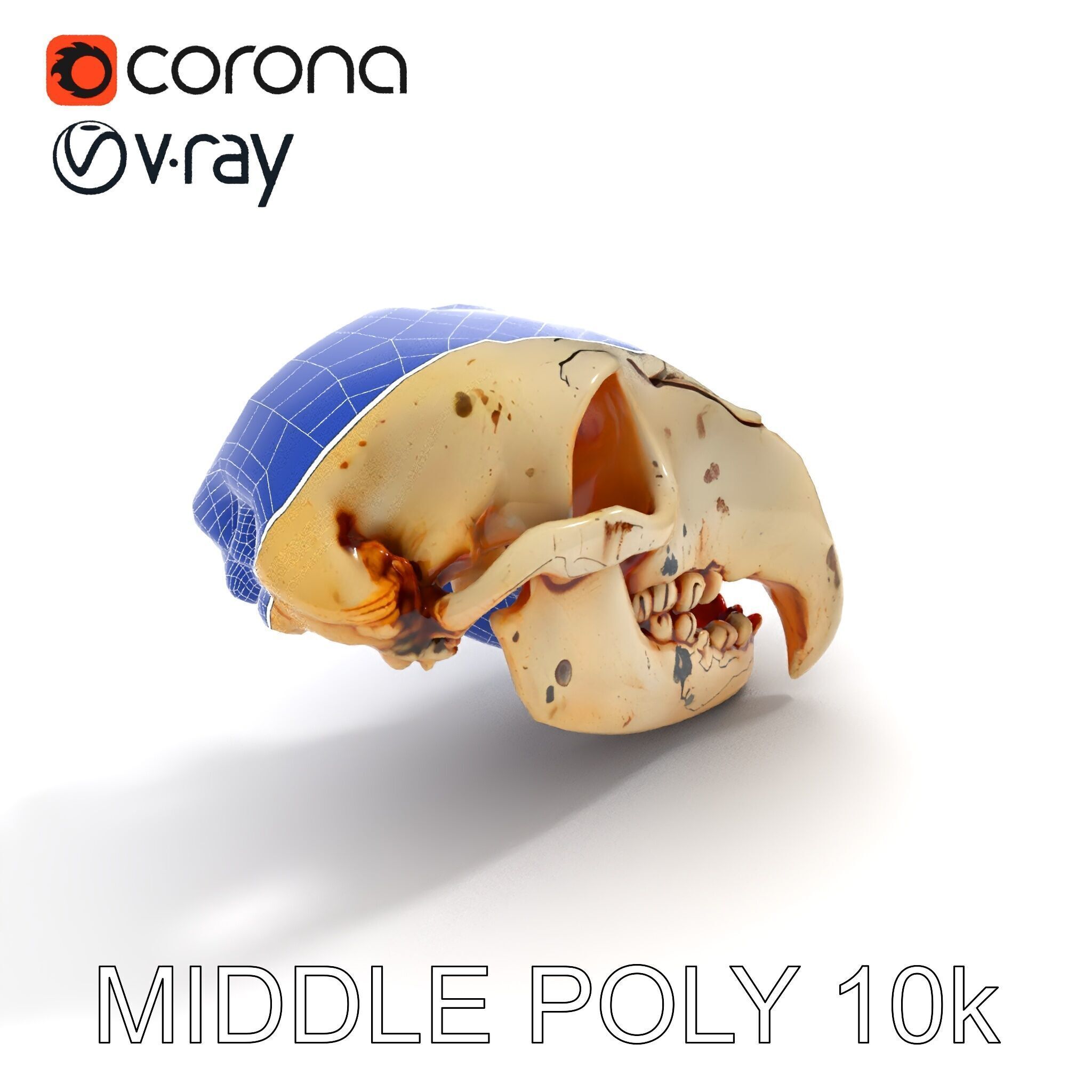 Animal Skull Model Pack with High Detail and PBR Textures Low-poly 3D model_14