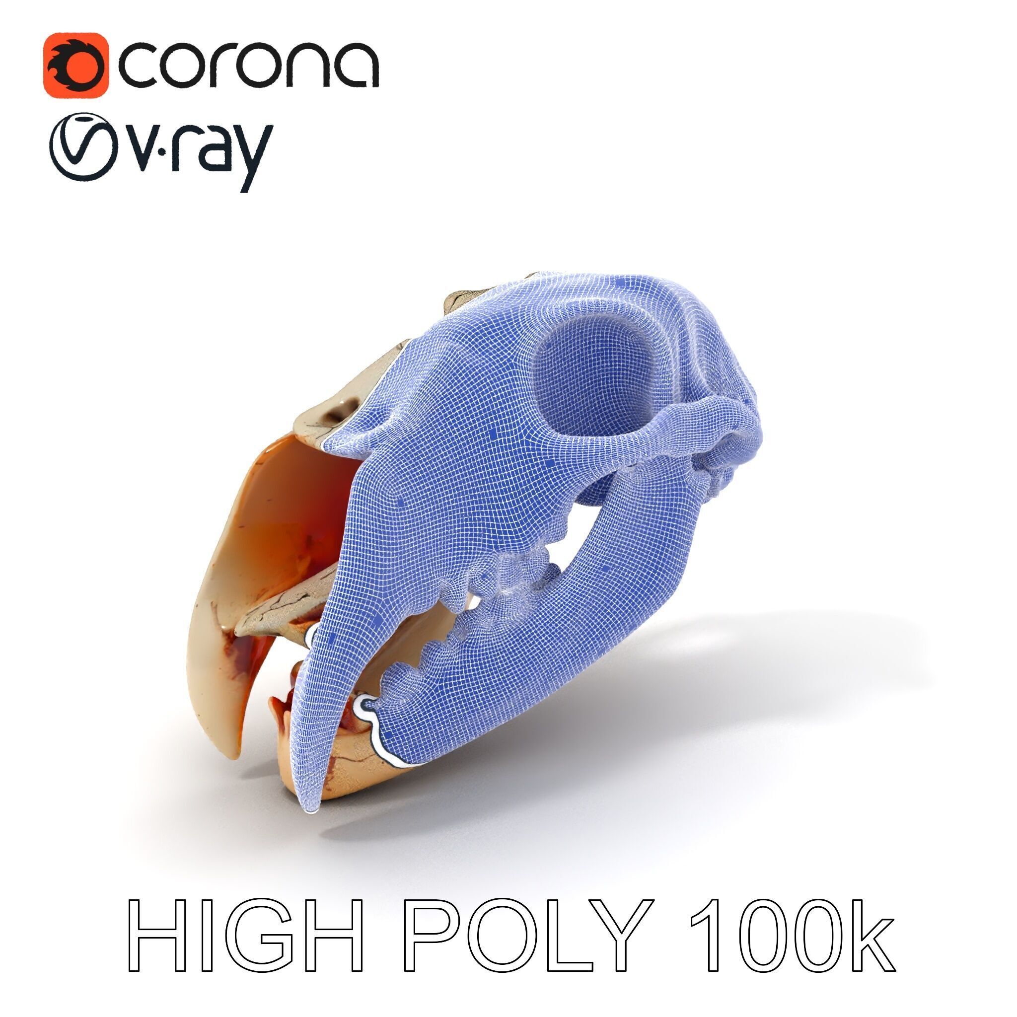 Animal Skull Model Pack with High Detail and PBR Textures Low-poly 3D model_4