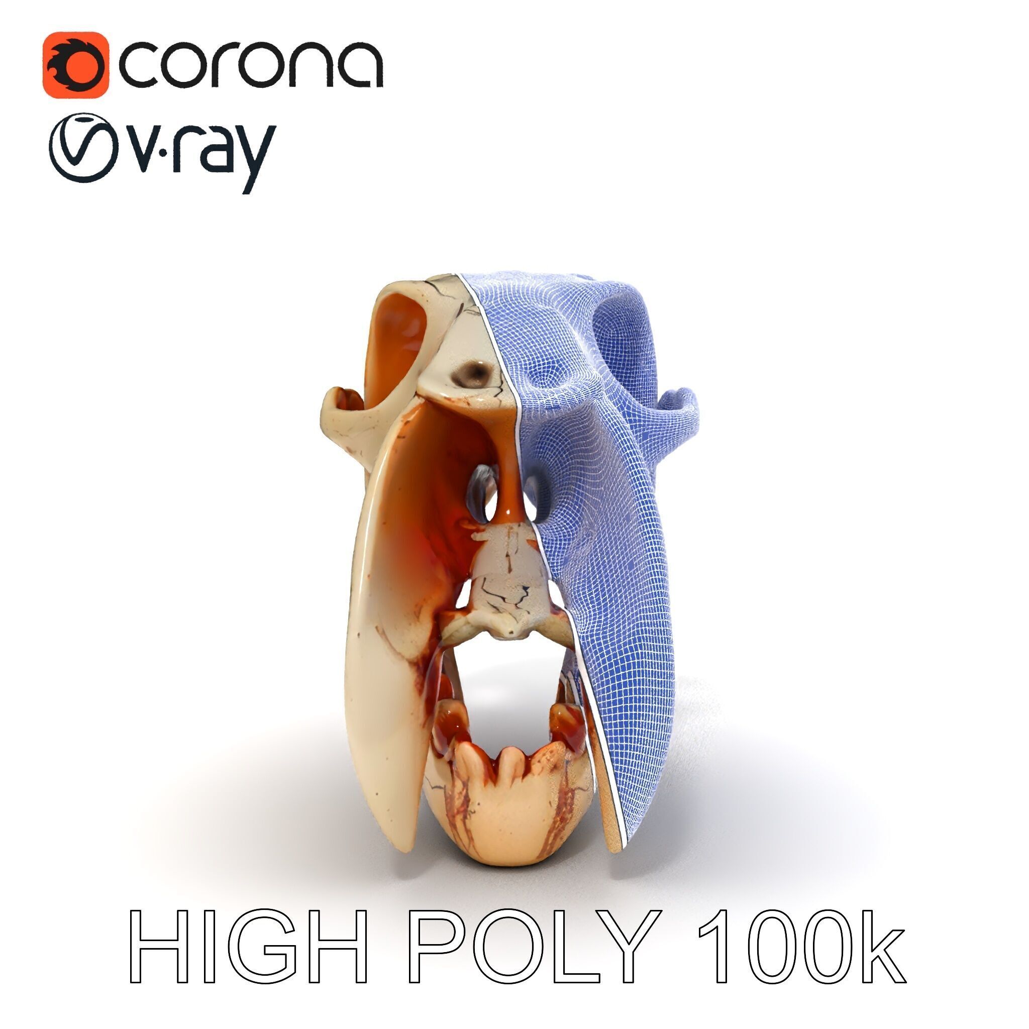 Animal Skull Model Pack with High Detail and PBR Textures Low-poly 3D model_33