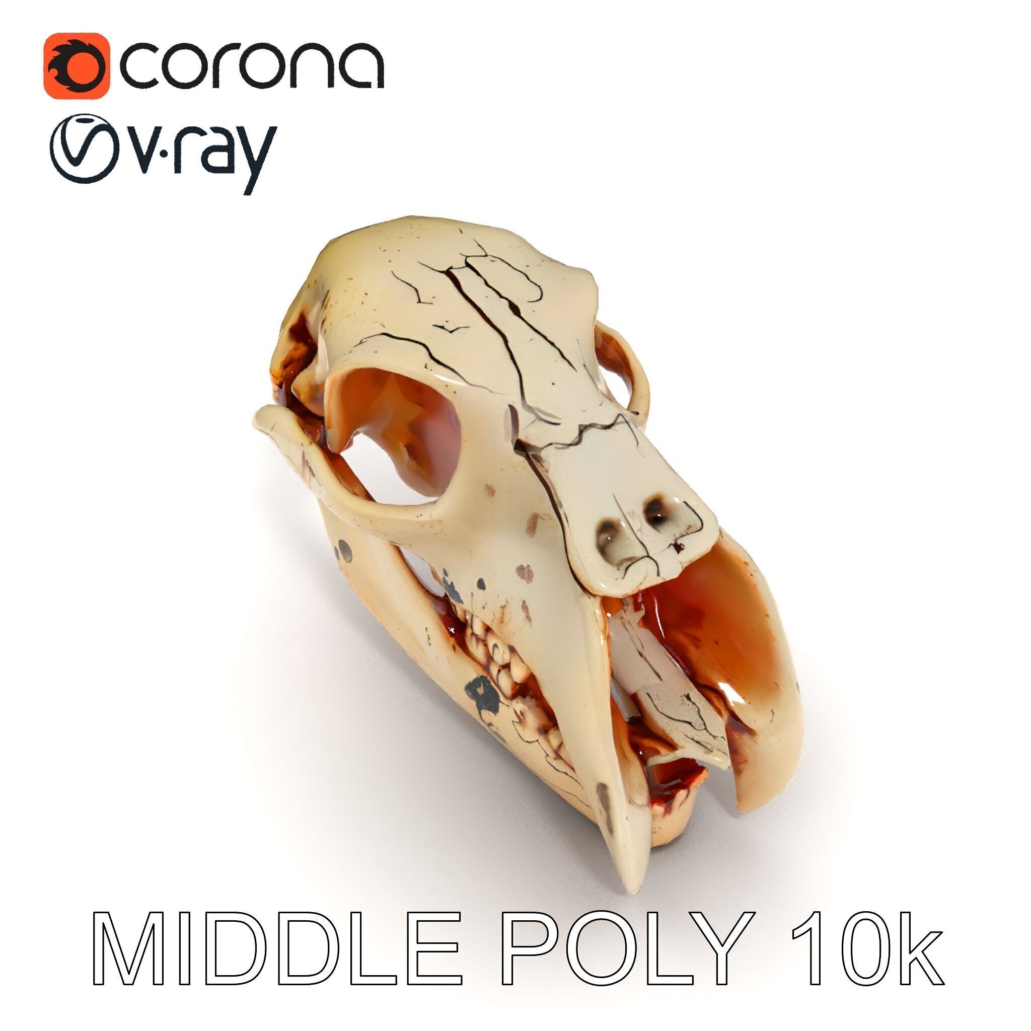 Animal Skull Model Pack with High Detail and PBR Textures Low-poly 3D model_11