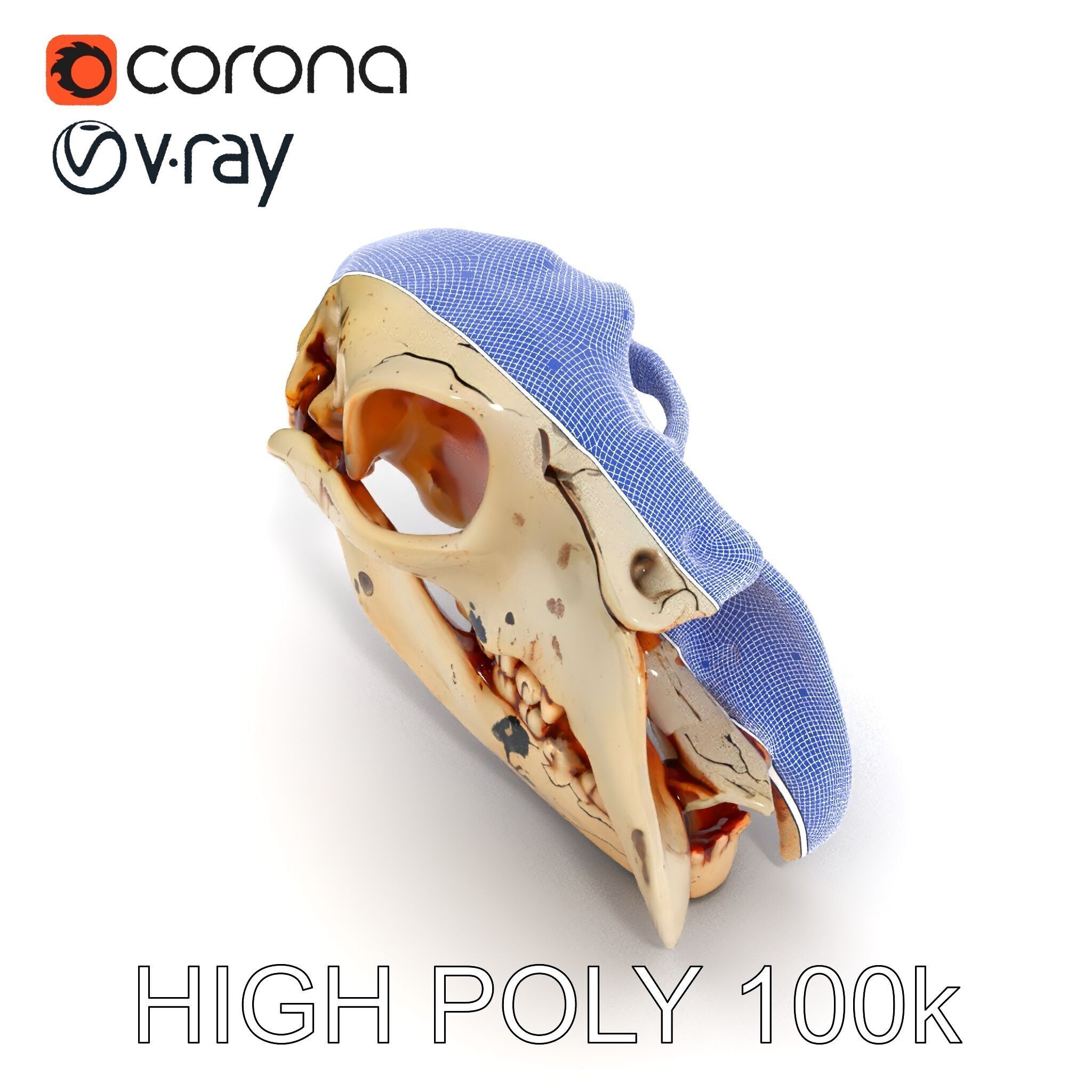 Animal Skull Model Pack with High Detail and PBR Textures Low-poly 3D model_25