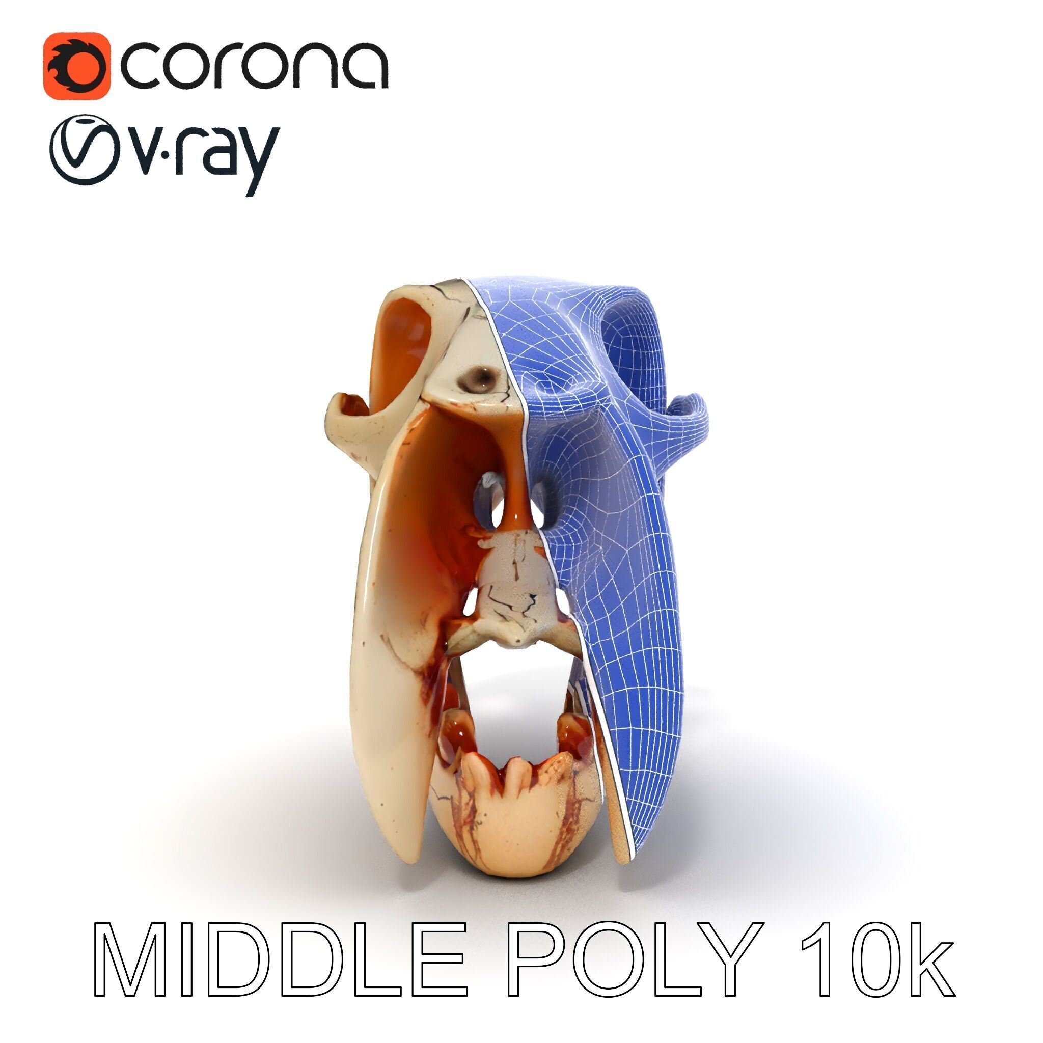 Animal Skull Model Pack with High Detail and PBR Textures Low-poly 3D model_23