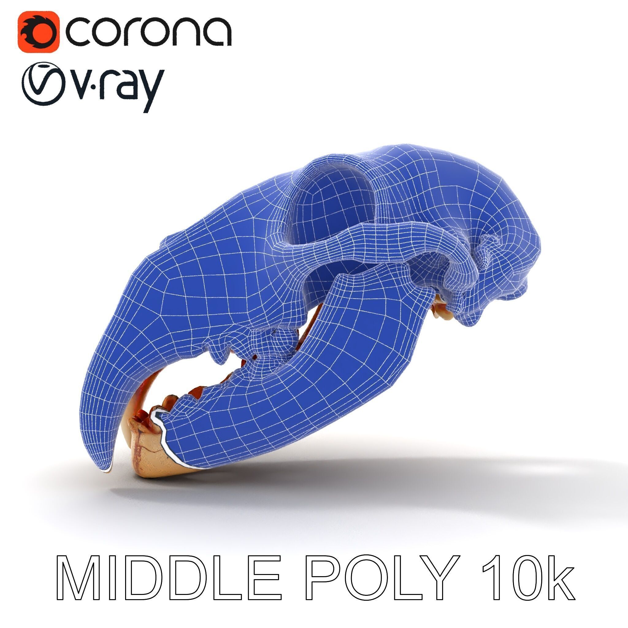 Animal Skull Model Pack with High Detail and PBR Textures Low-poly 3D model_26