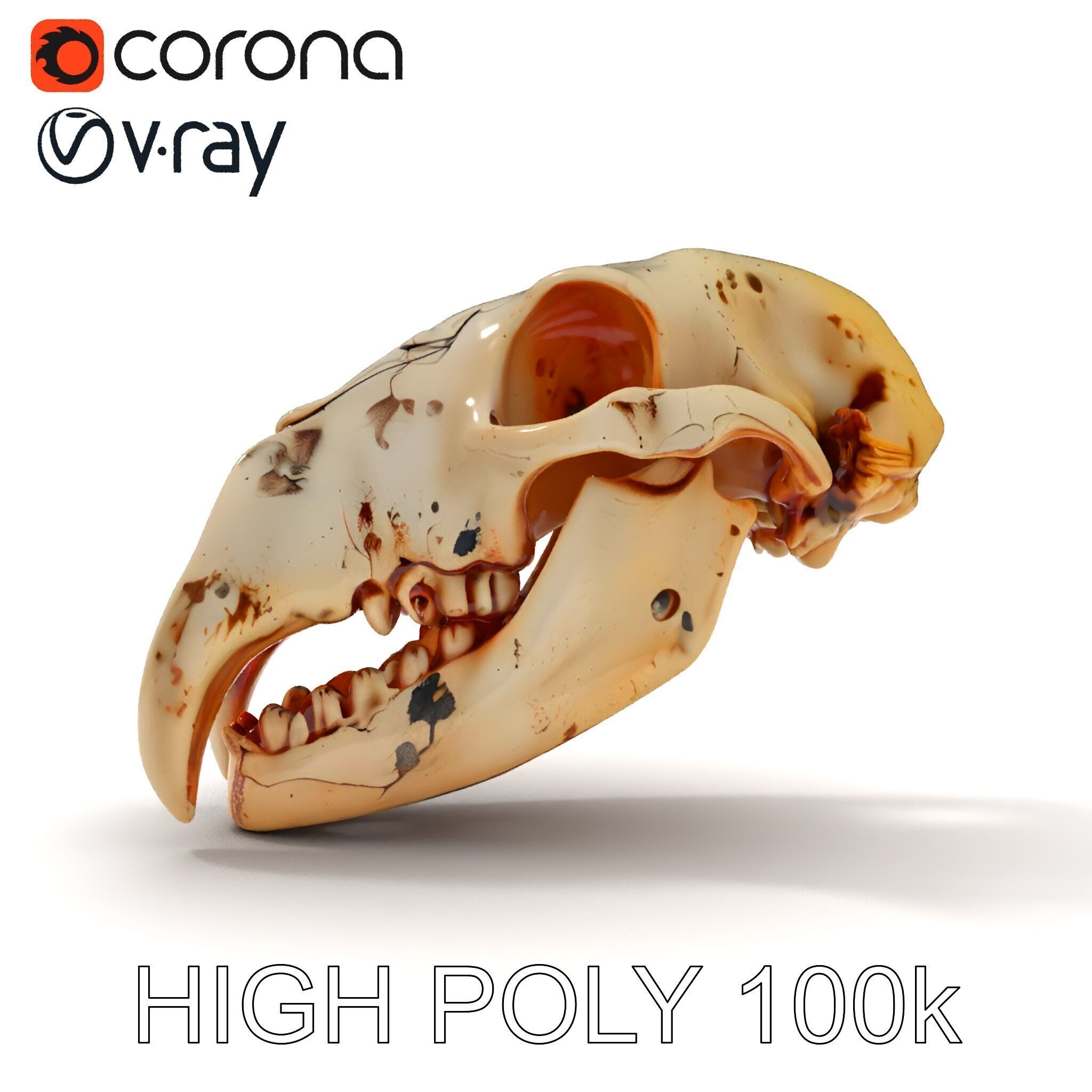 Animal Skull Model Pack with High Detail and PBR Textures Low-poly 3D model_22