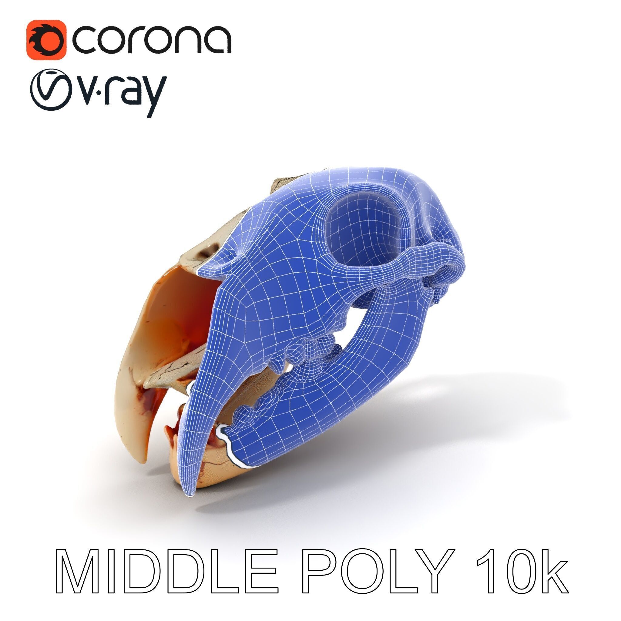 Animal Skull Model Pack with High Detail and PBR Textures Low-poly 3D model_17