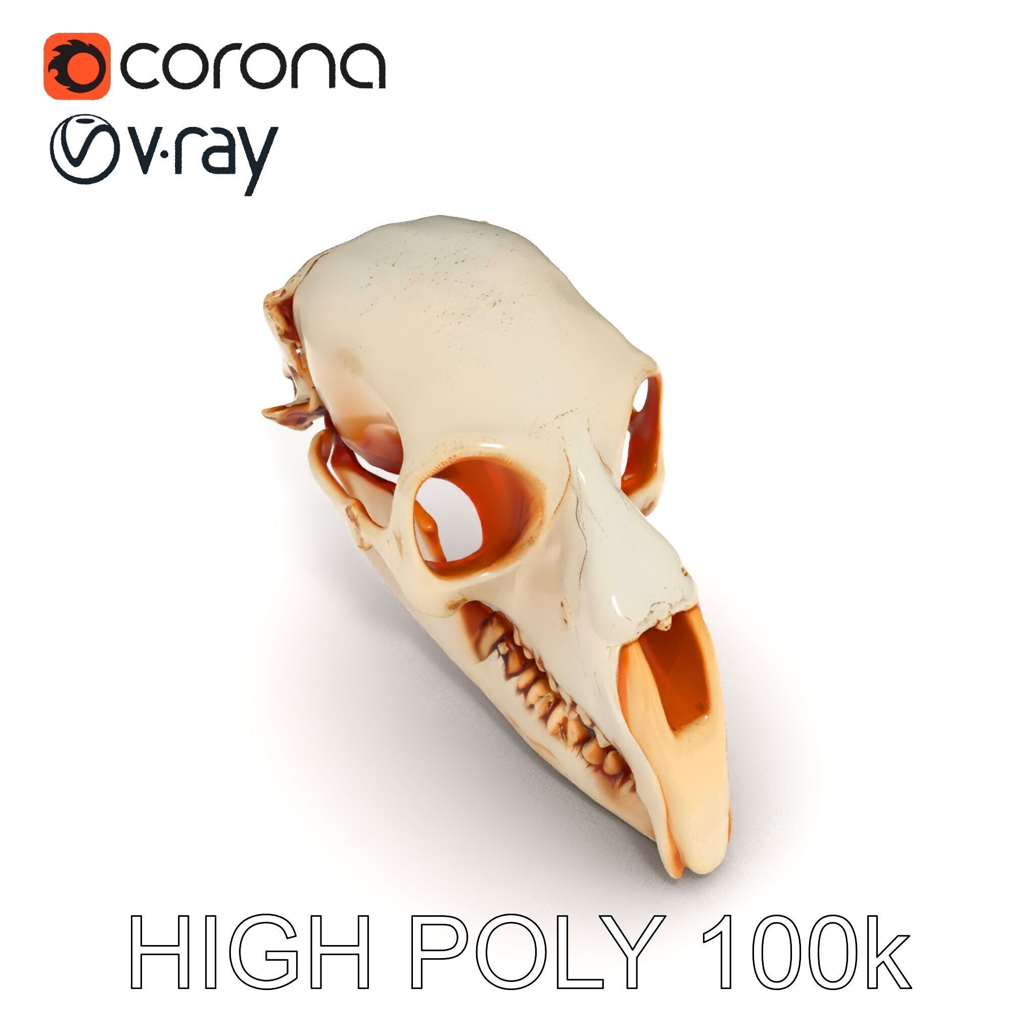 Animal Skull Model Pack  Detailed D Representation Low-poly 3D model_18