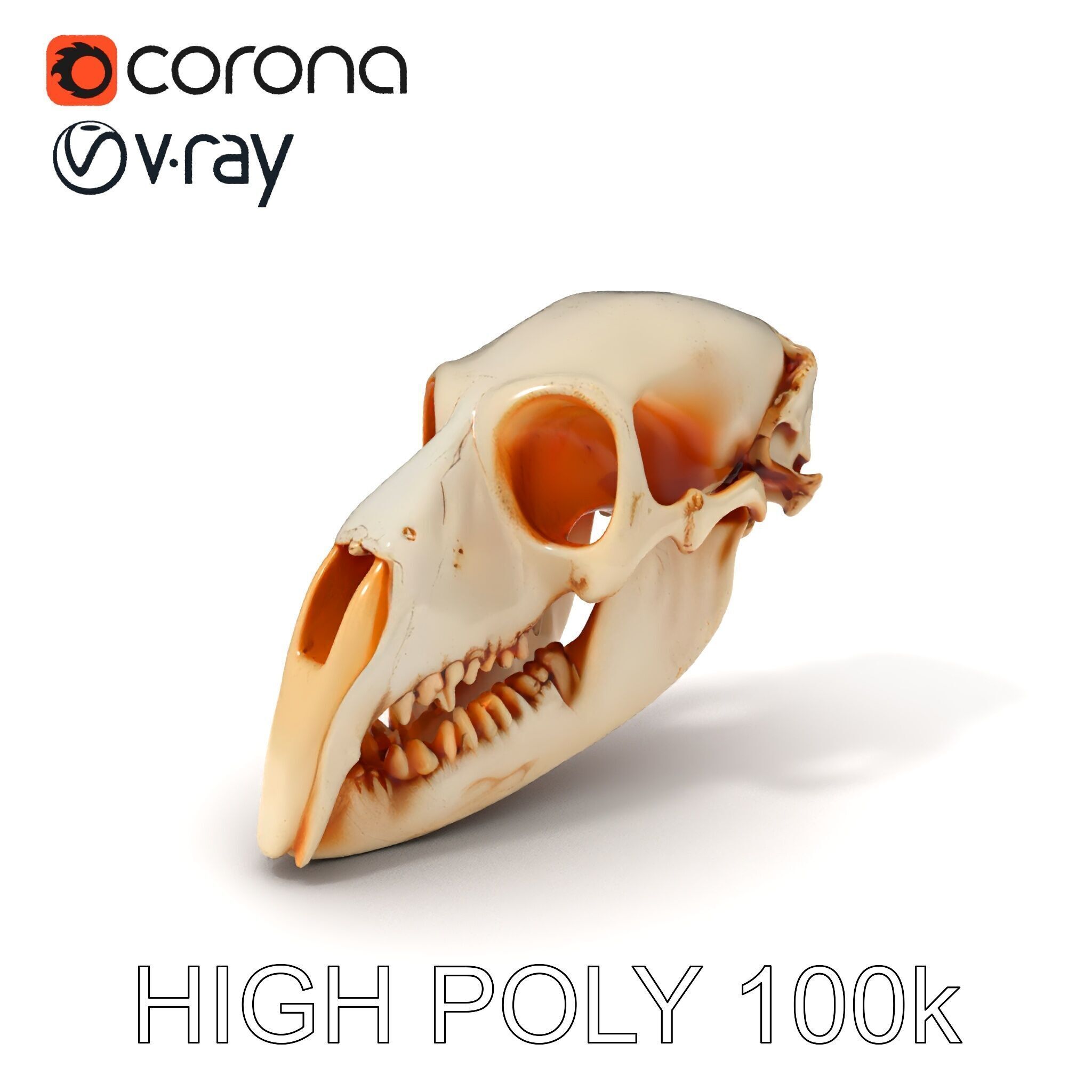 Animal Skull Model Pack  Detailed D Representation Low-poly 3D model_3