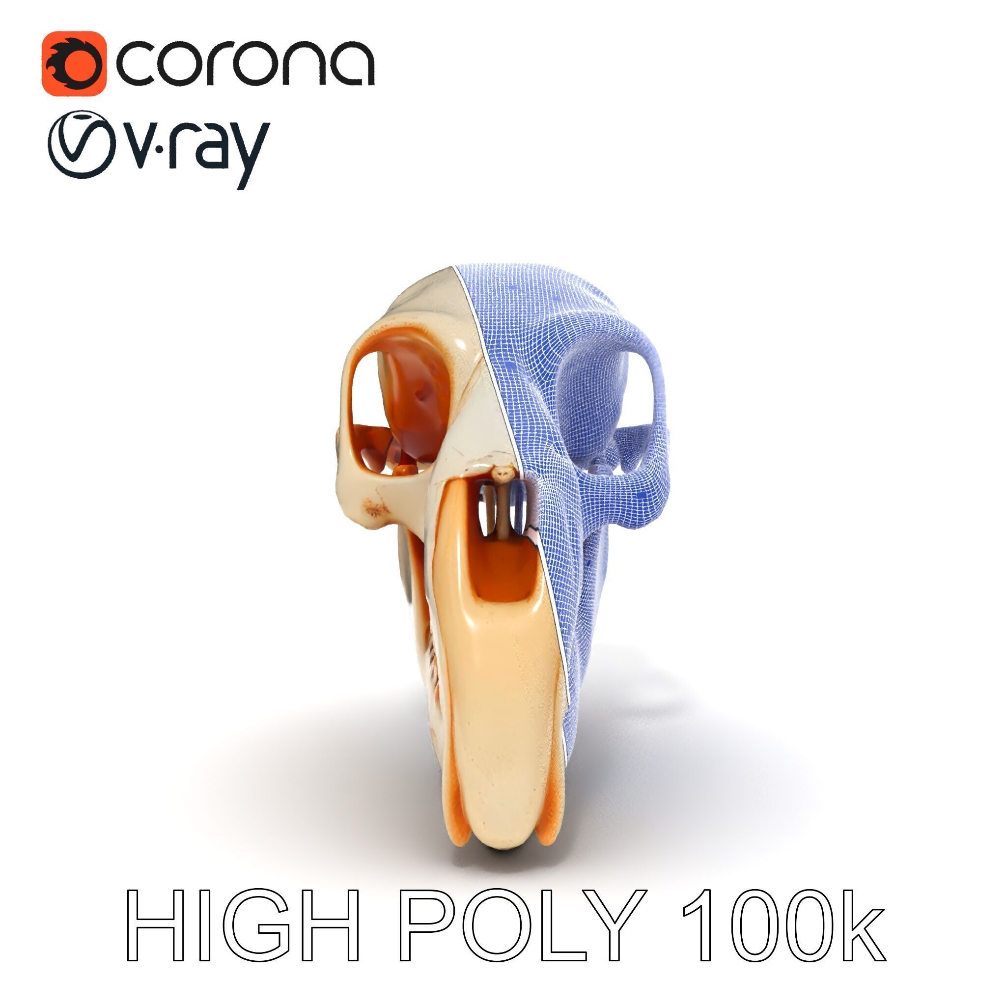 Animal Skull Model Pack  Detailed D Representation Low-poly 3D model_24