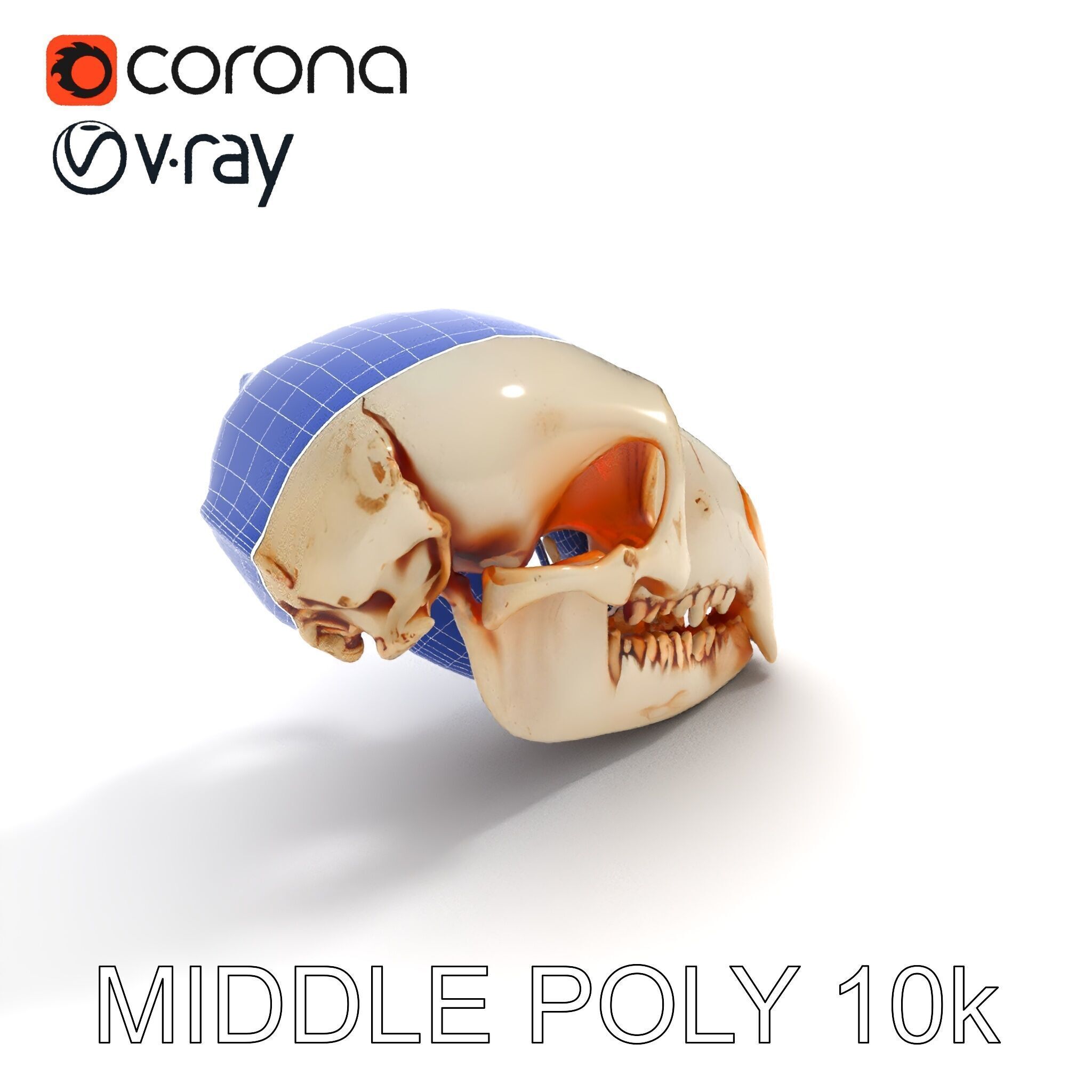 Animal Skull Model Pack  Detailed D Representation Low-poly 3D model_31