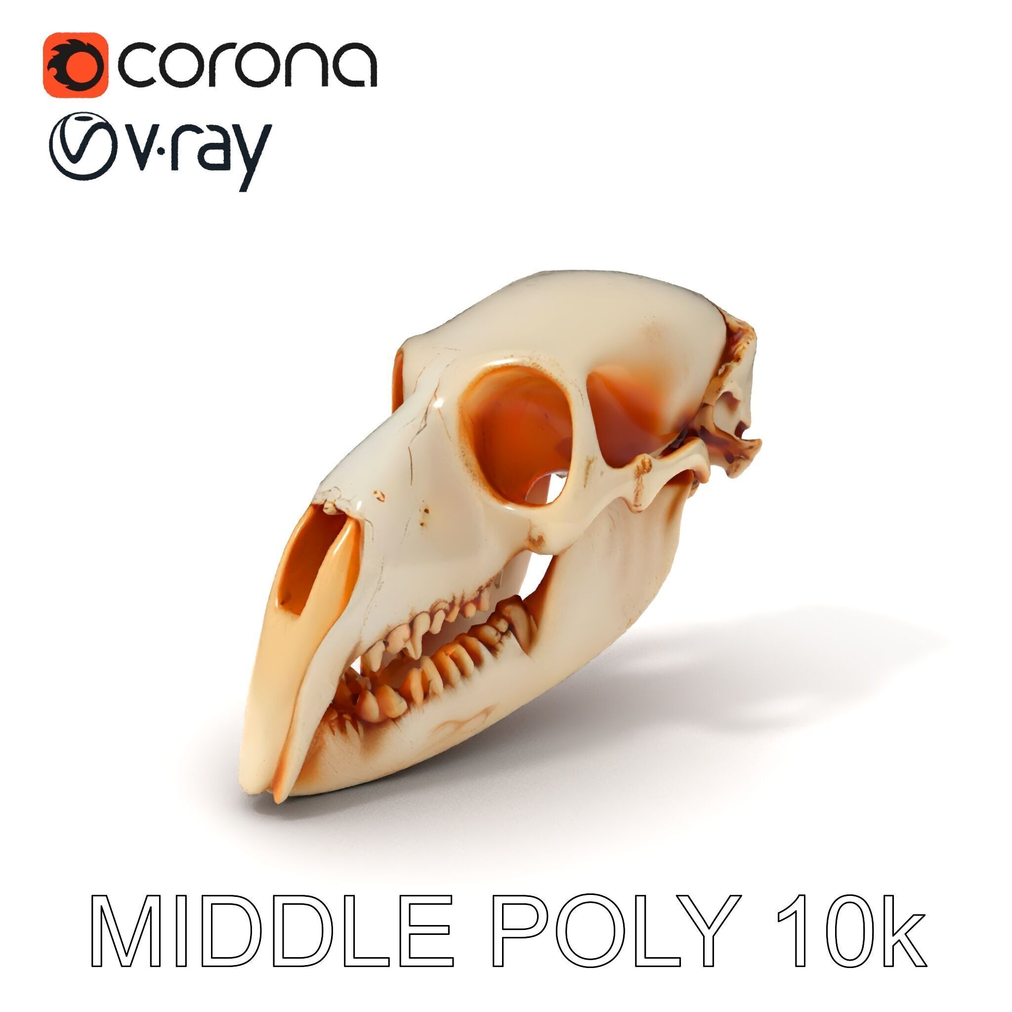 Animal Skull Model Pack  Detailed D Representation Low-poly 3D model_13