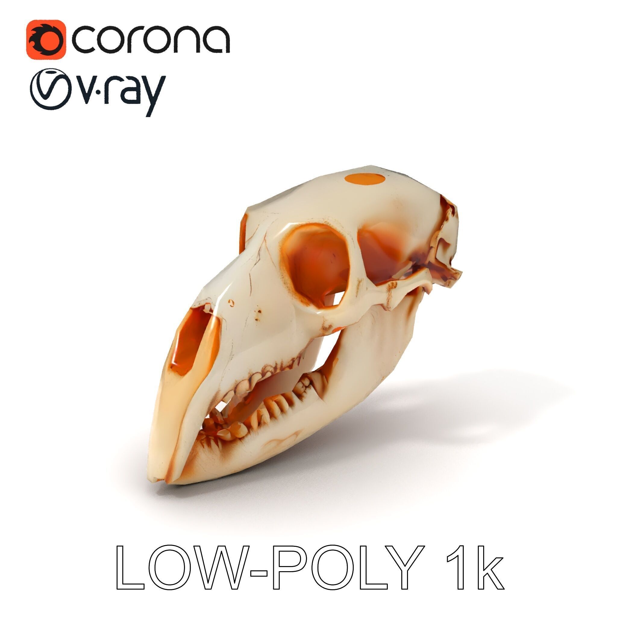 Animal Skull Model Pack  Detailed D Representation Low-poly 3D model_32