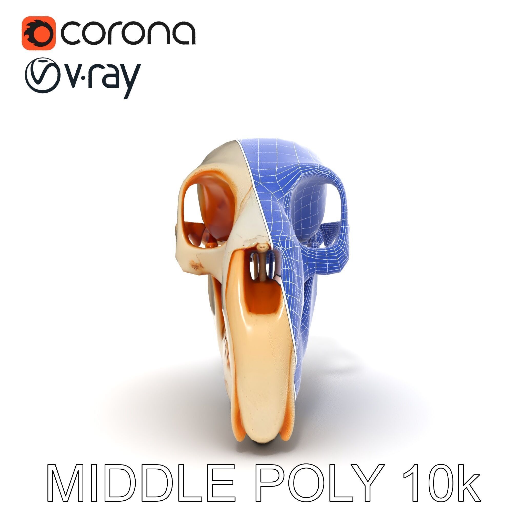 Animal Skull Model Pack  Detailed D Representation Low-poly 3D model_28