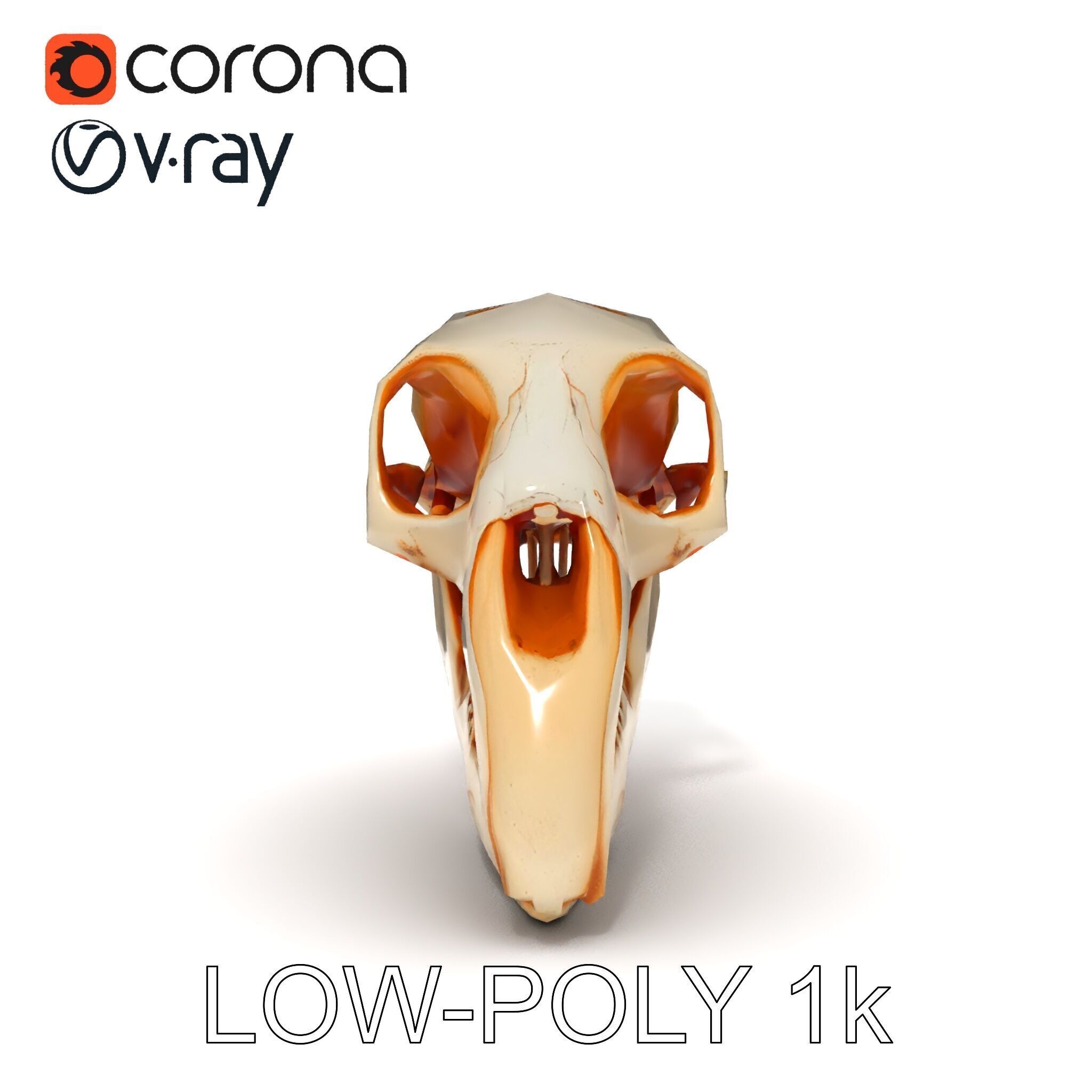 Animal Skull Model Pack  Detailed D Representation Low-poly 3D model_26