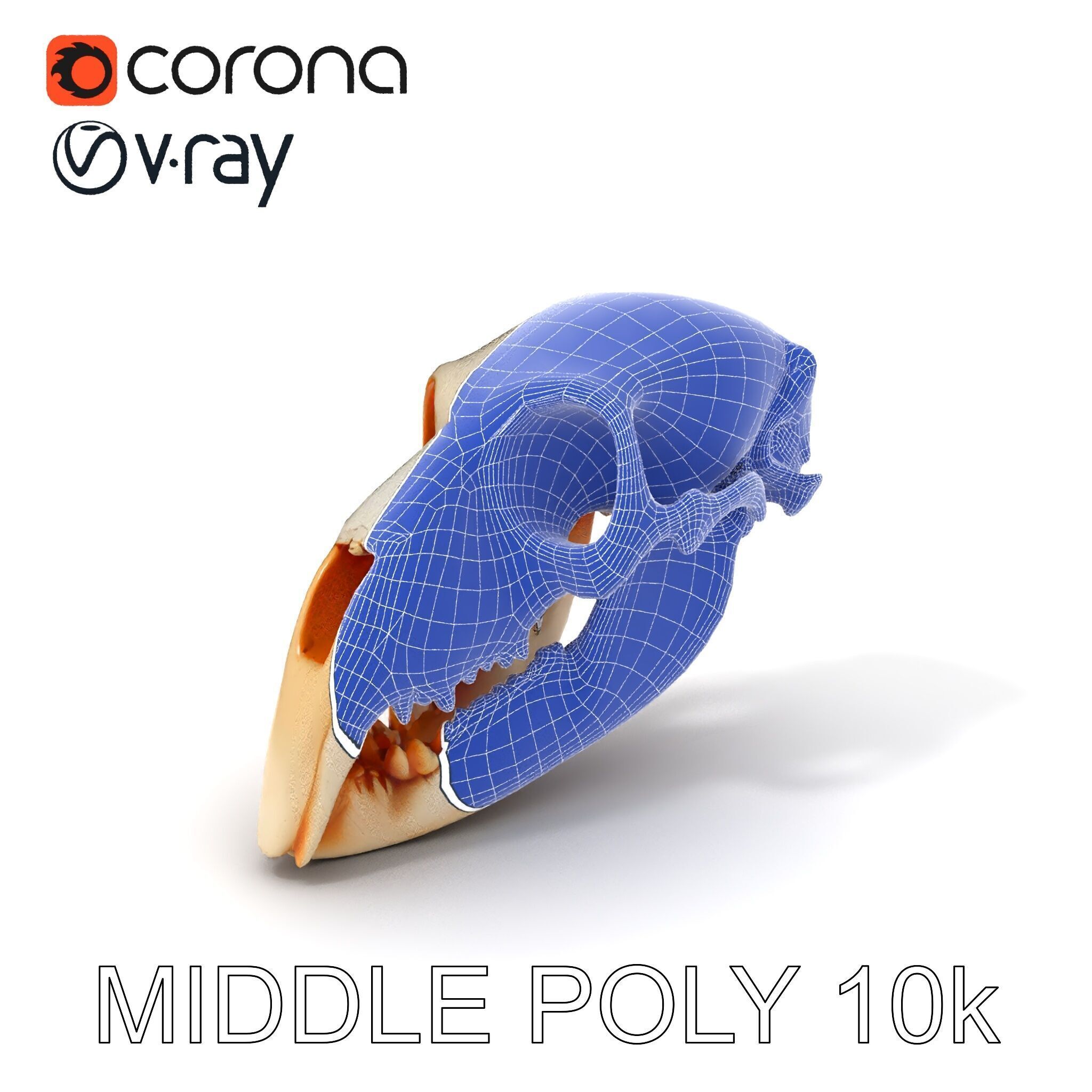 Animal Skull Model Pack  Detailed D Representation Low-poly 3D model_16