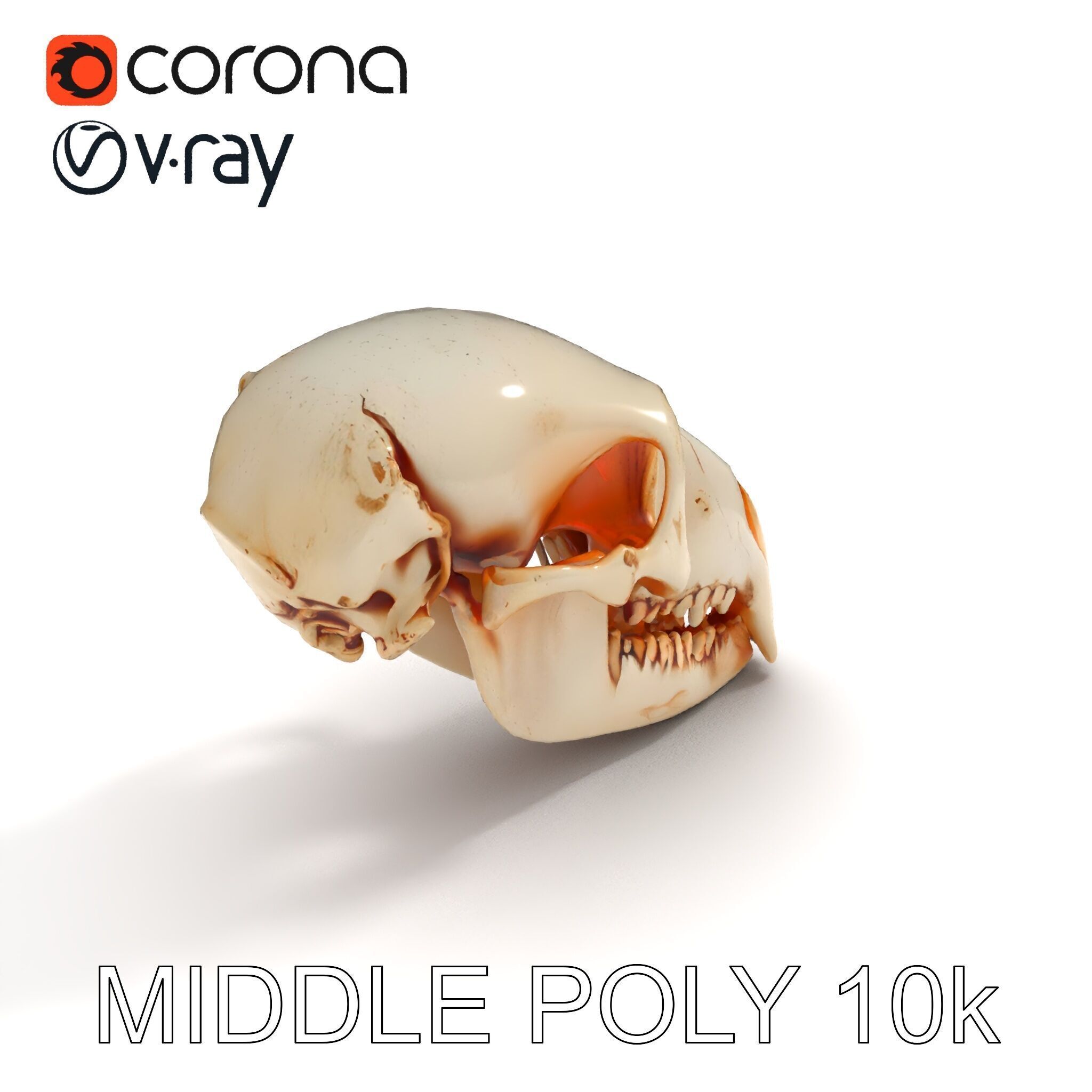 Animal Skull Model Pack  Detailed D Representation Low-poly 3D model_8