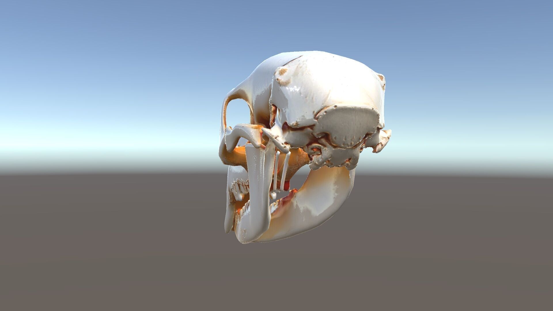 Animal Skull Model Pack  Detailed D Representation Low-poly 3D model_34