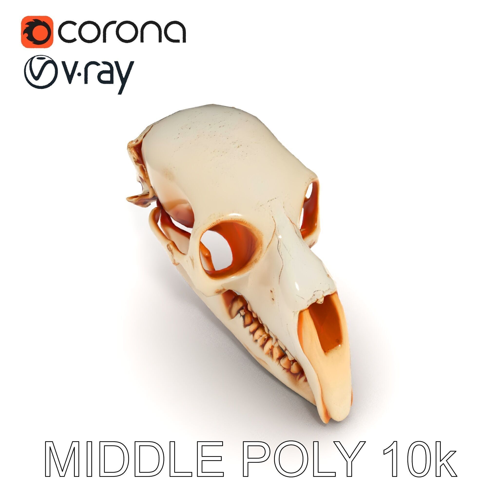 Animal Skull Model Pack  Detailed D Representation Low-poly 3D model_19