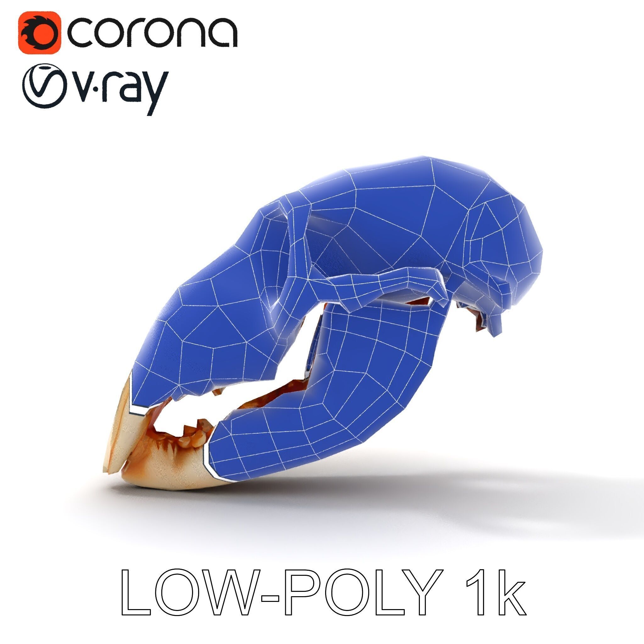 Animal Skull Model Pack  Detailed D Representation Low-poly 3D model_23