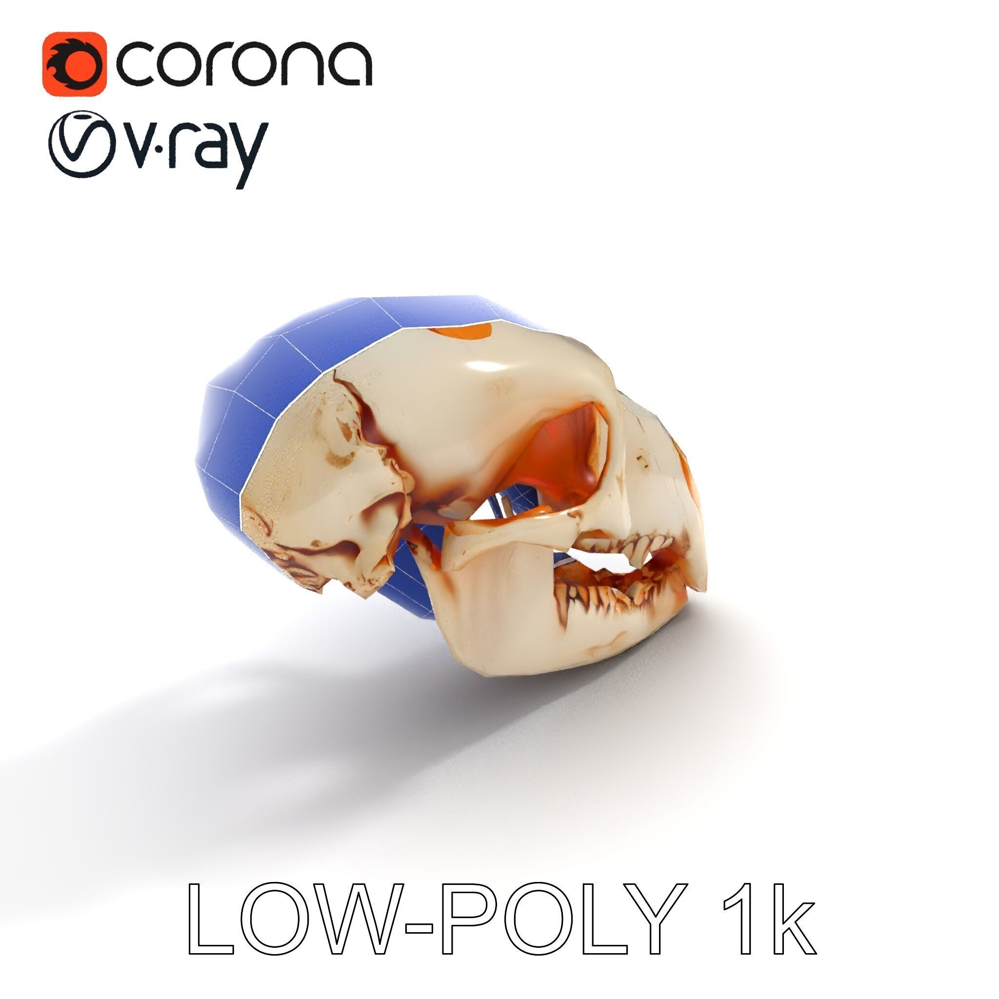 Animal Skull Model Pack  Detailed D Representation Low-poly 3D model_12