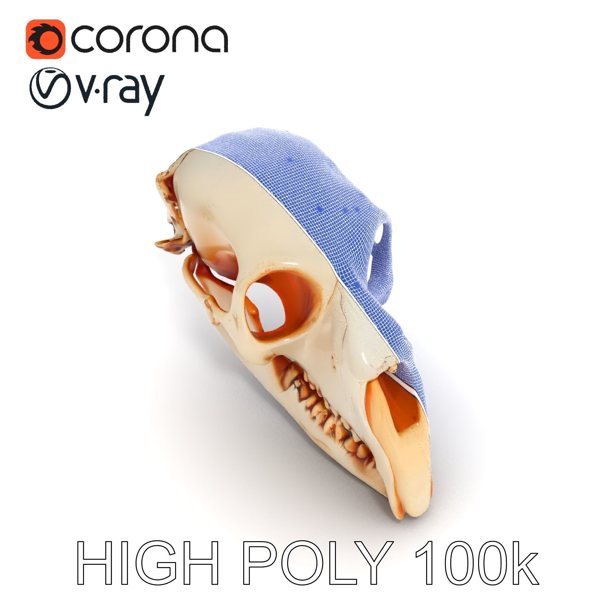 Animal Skull Model Pack  Detailed D Representation Low-poly 3D model_30