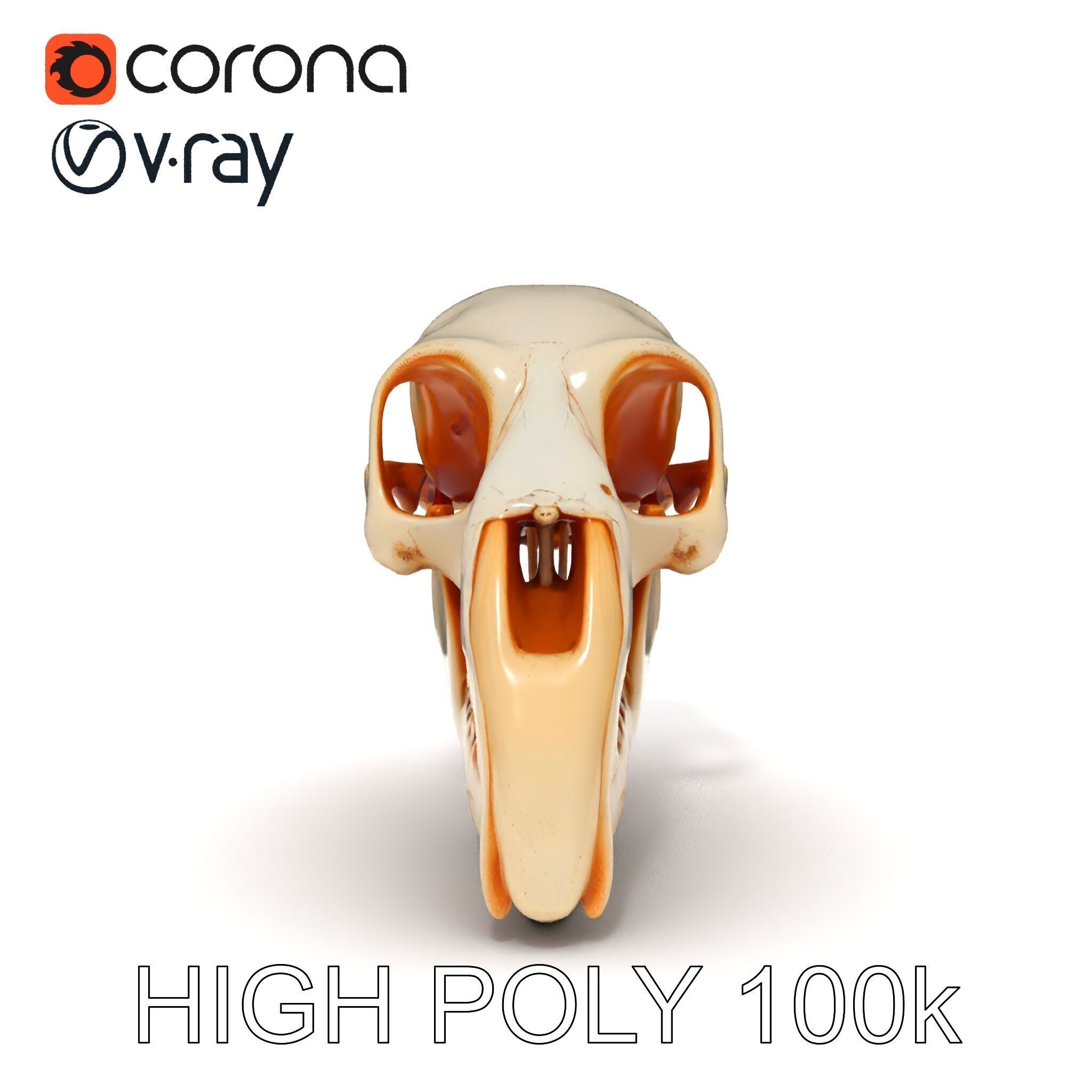 Animal Skull Model Pack  Detailed D Representation Low-poly 3D model_27