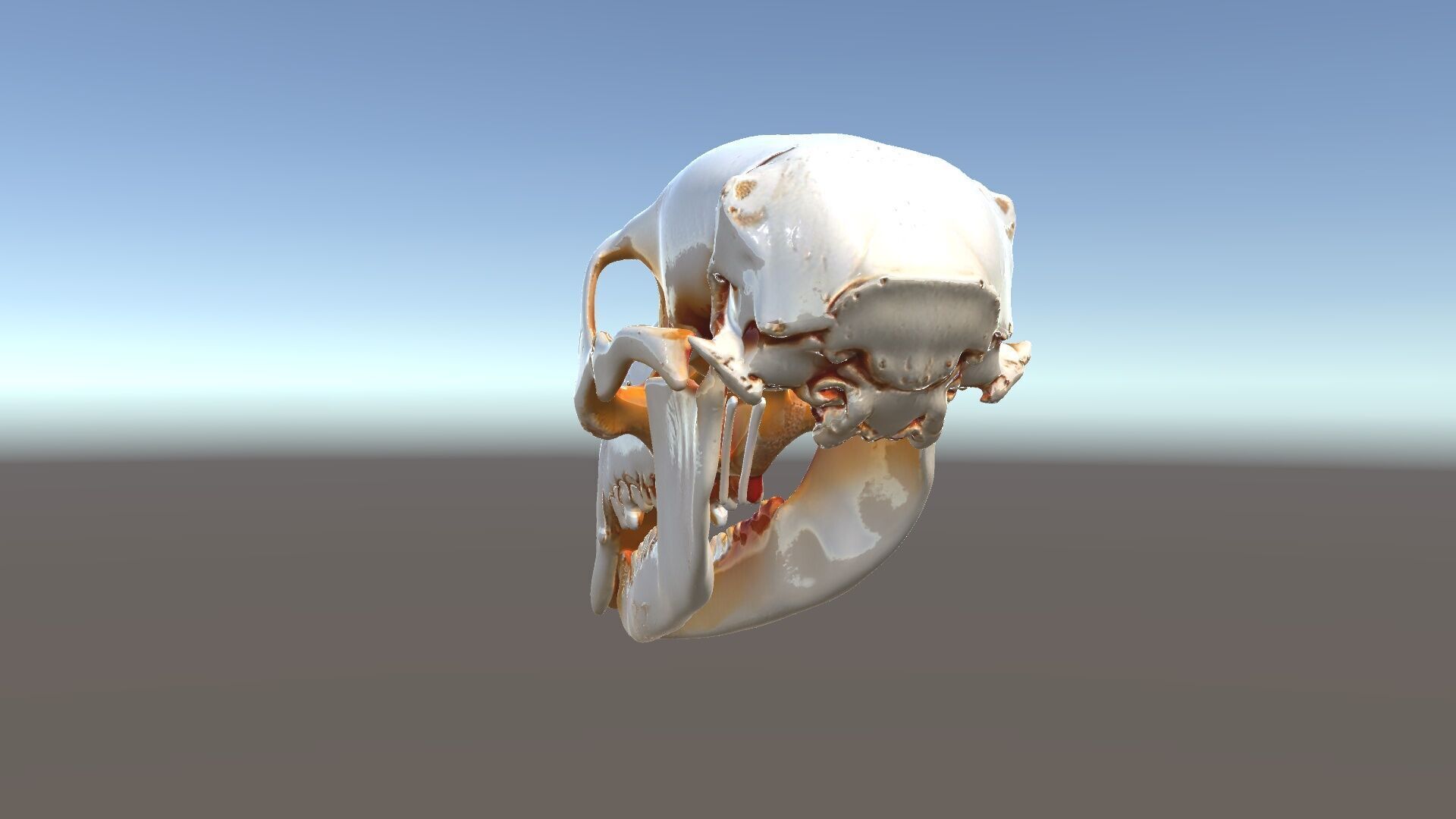 Animal Skull Model Pack  Detailed D Representation Low-poly 3D model_5
