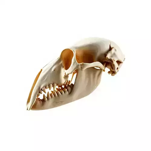 Animal Skull Model Pack  Detailed D Representation Low-poly 3D model