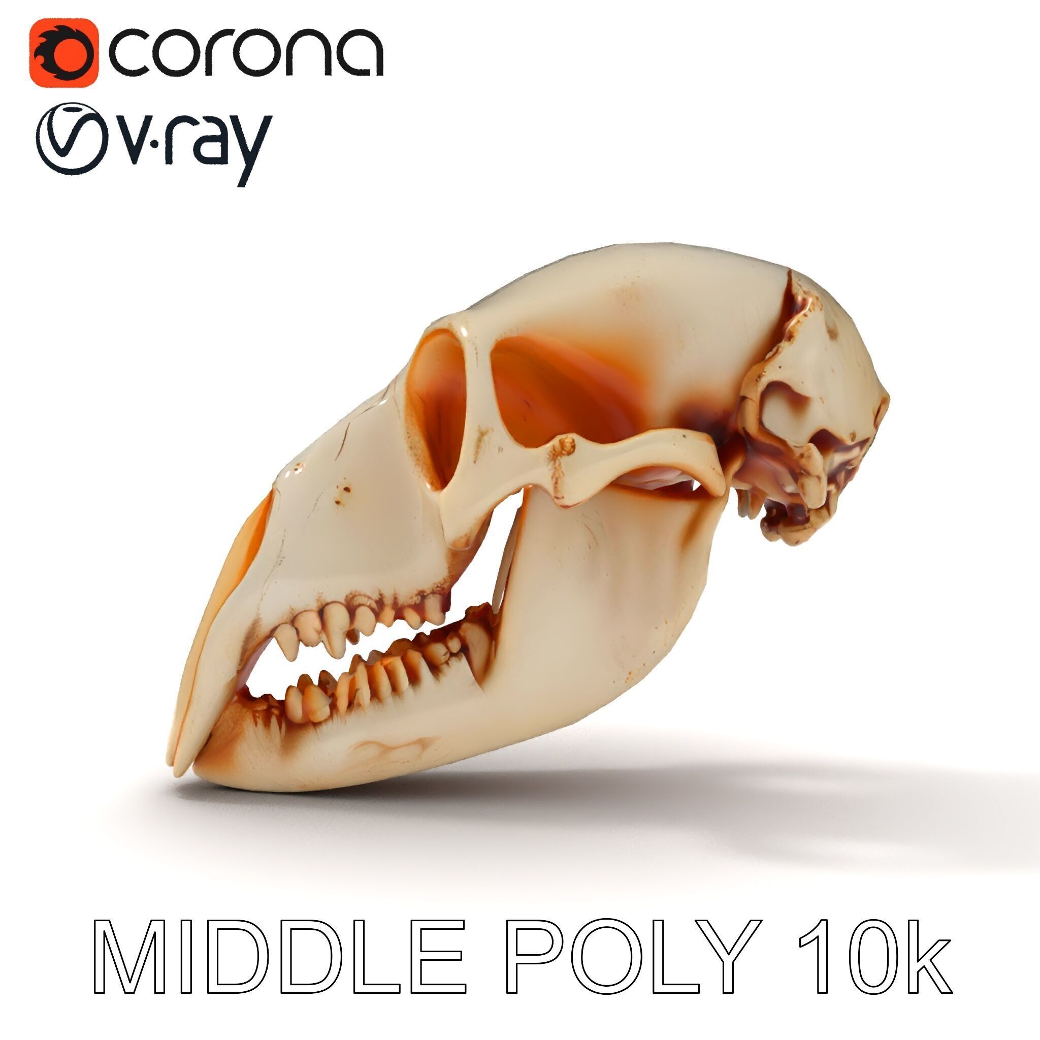 Animal Skull Model Pack  Detailed D Representation Low-poly 3D model_6