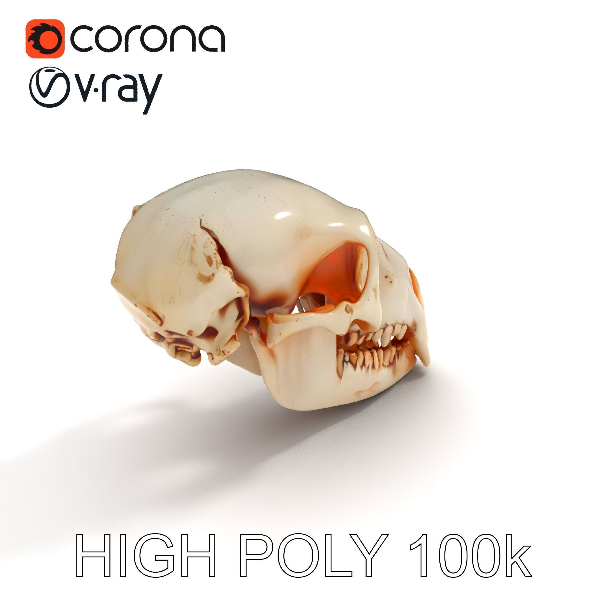 Animal Skull Model Pack  Detailed D Representation Low-poly 3D model_21