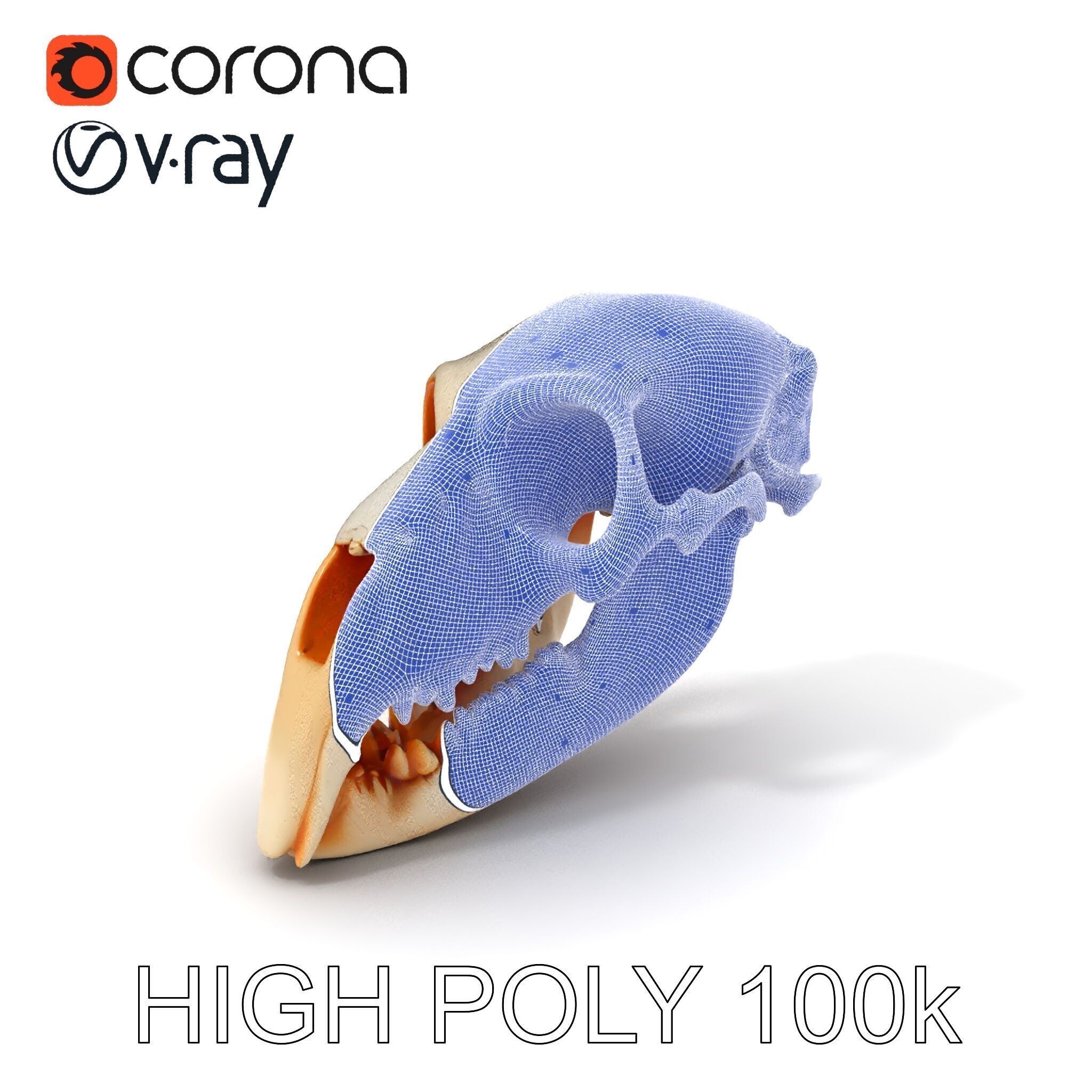 Animal Skull Model Pack  Detailed D Representation Low-poly 3D model_4
