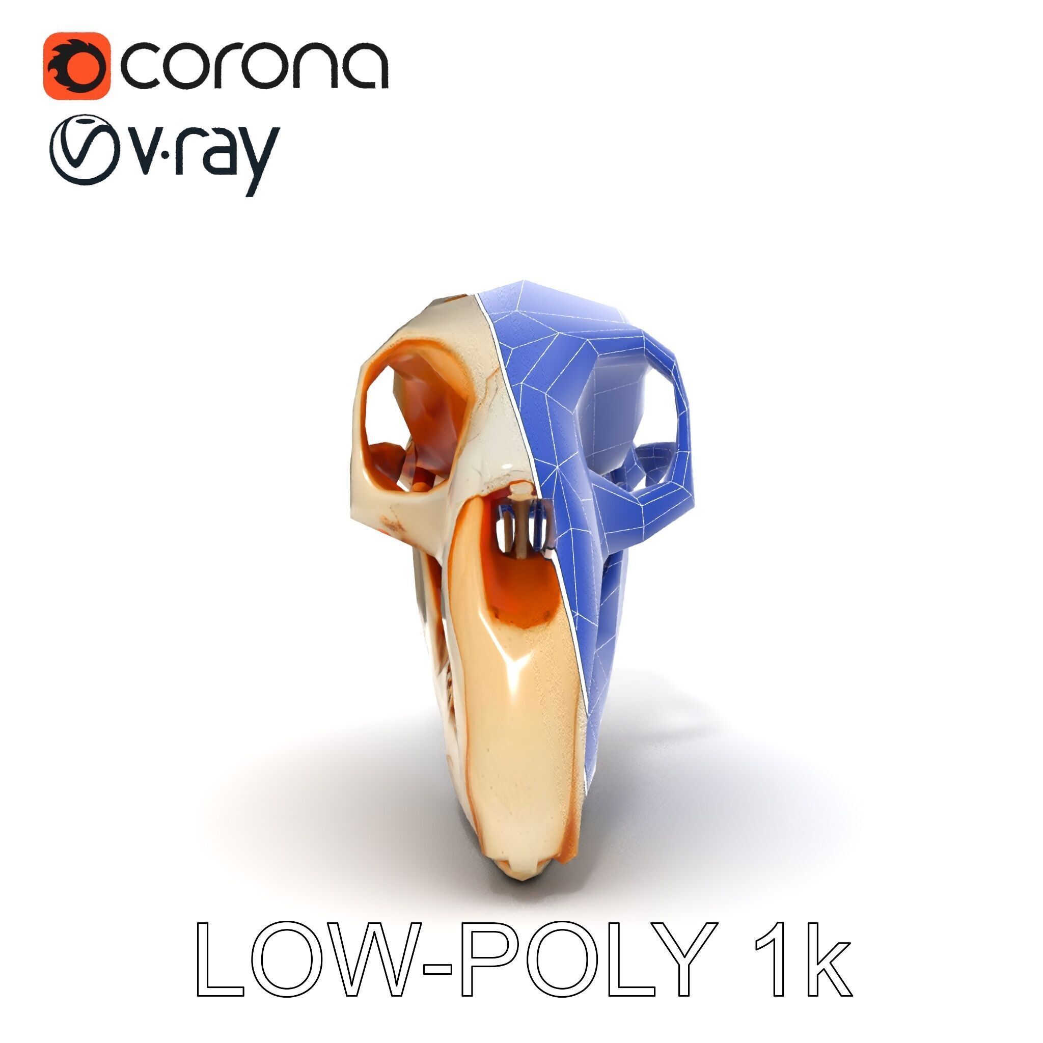 Animal Skull Model Pack  Detailed D Representation Low-poly 3D model_14