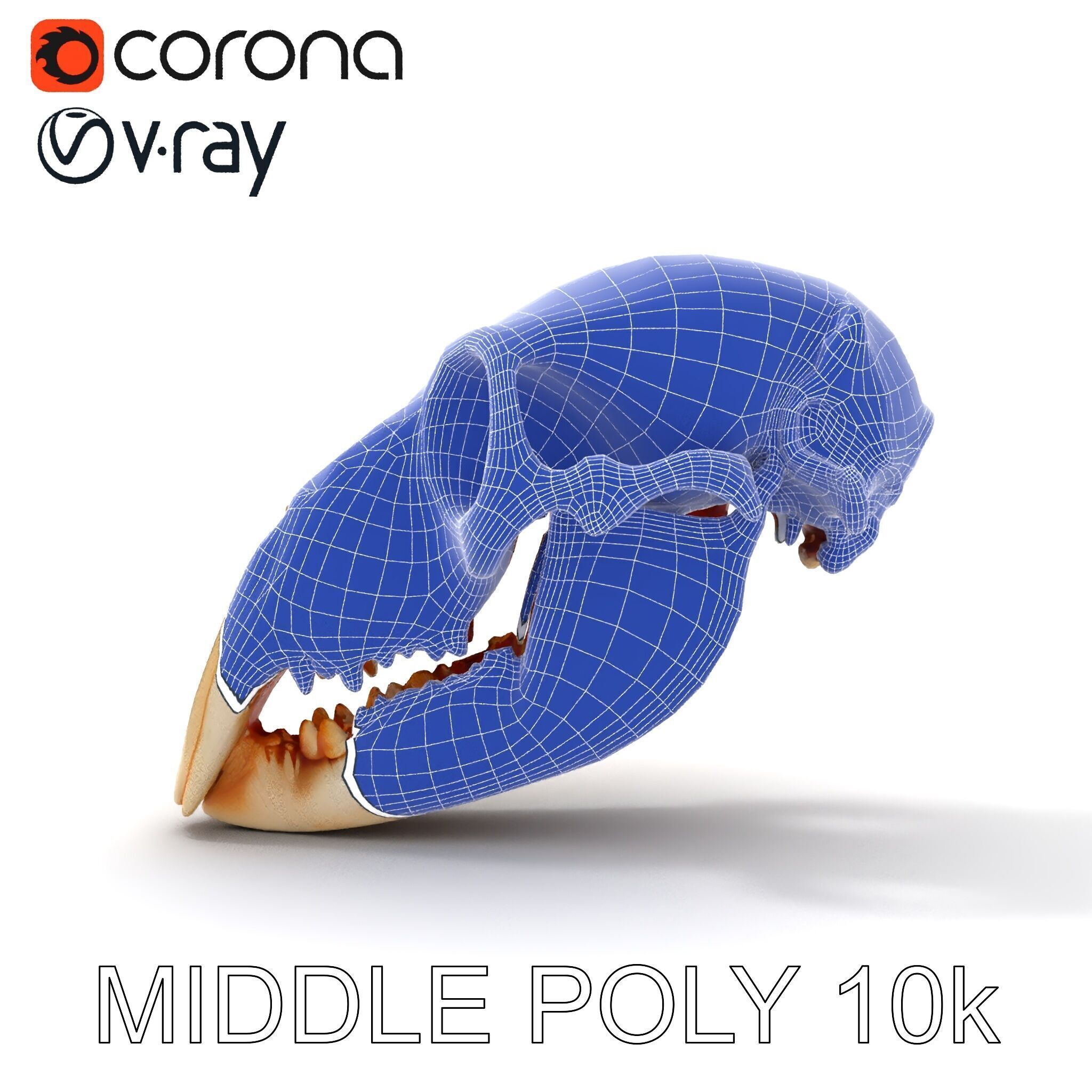 Animal Skull Model Pack  Detailed D Representation Low-poly 3D model_22