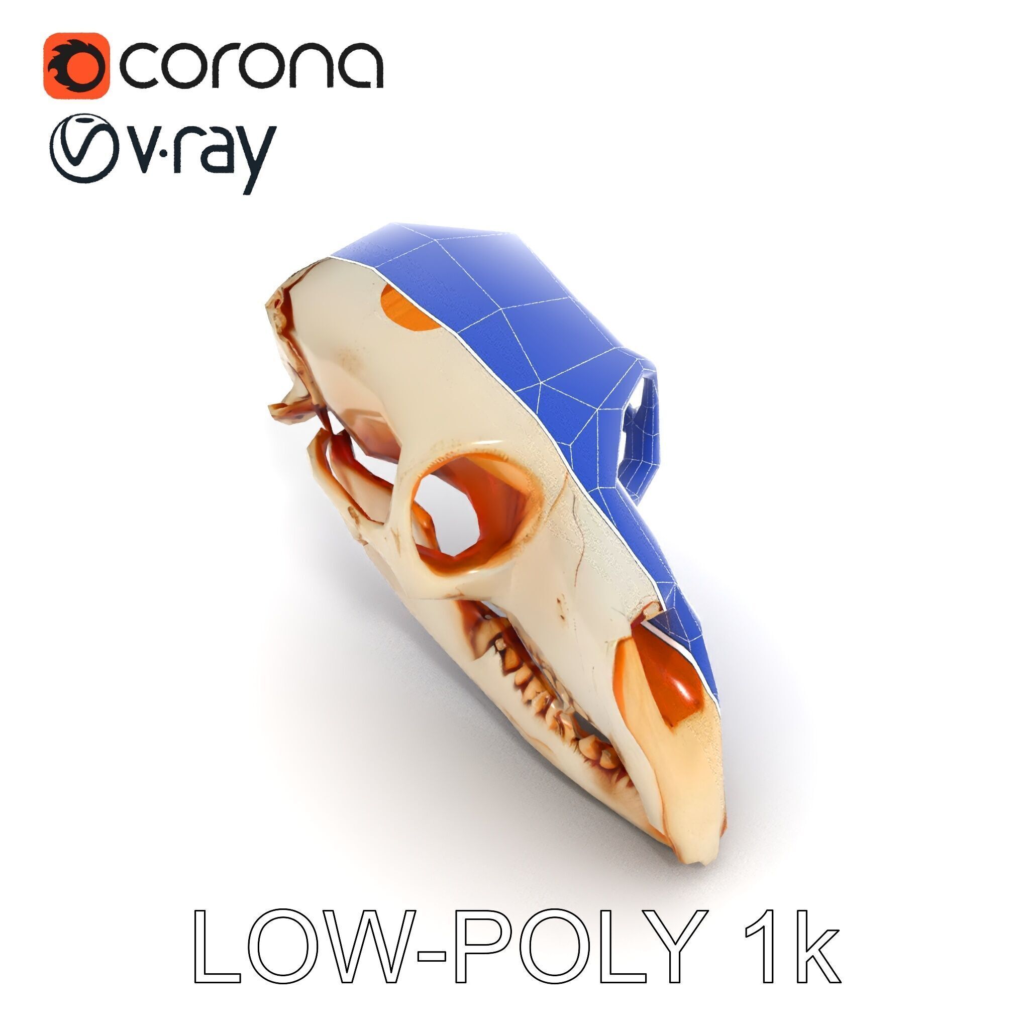Animal Skull Model Pack  Detailed D Representation Low-poly 3D model_29