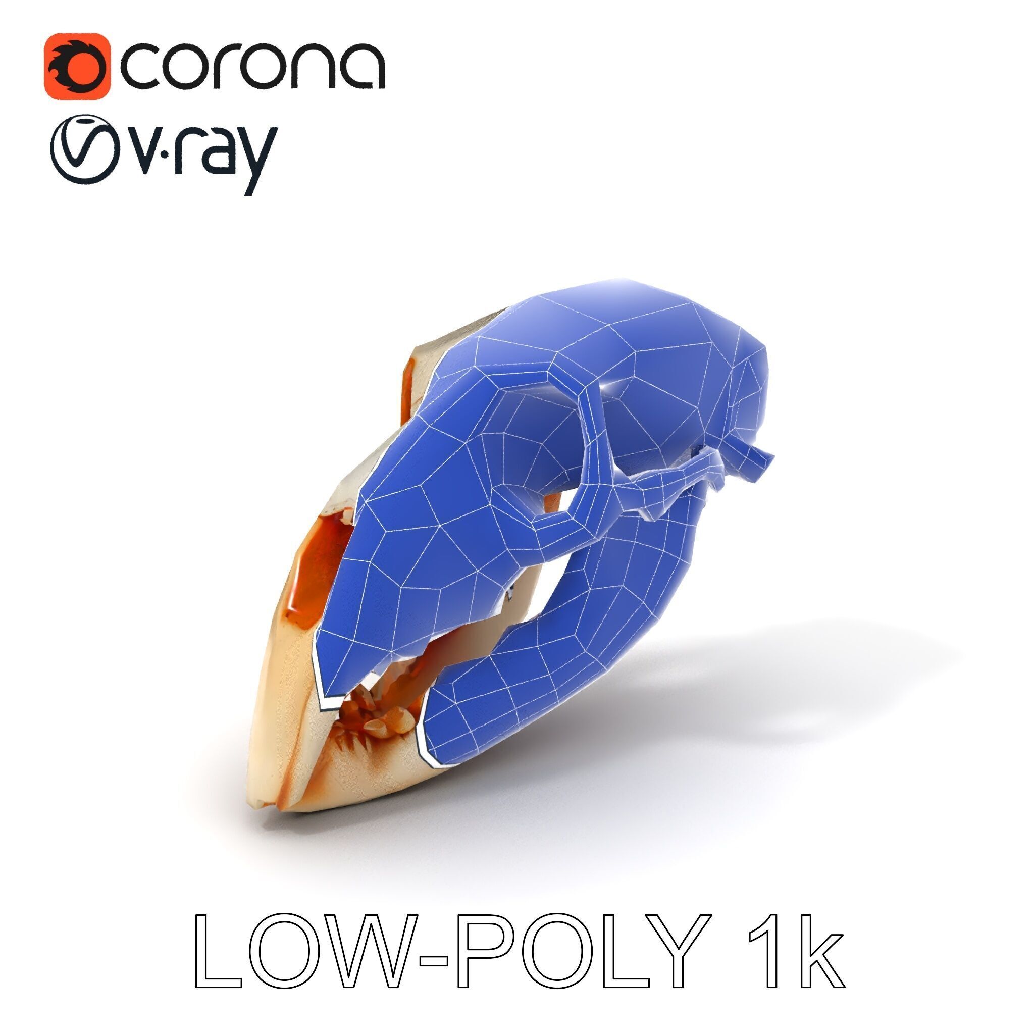 Animal Skull Model Pack  Detailed D Representation Low-poly 3D model_9