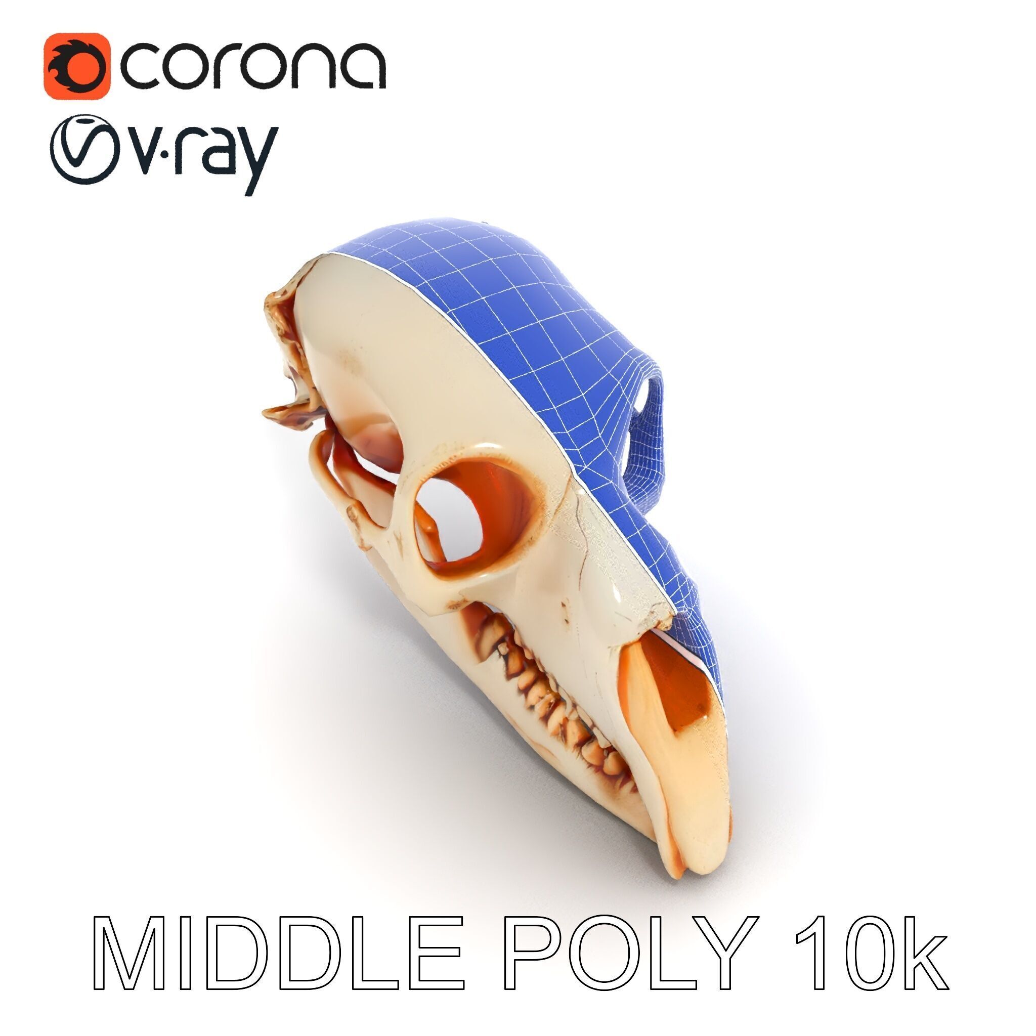 Animal Skull Model Pack  Detailed D Representation Low-poly 3D model_11
