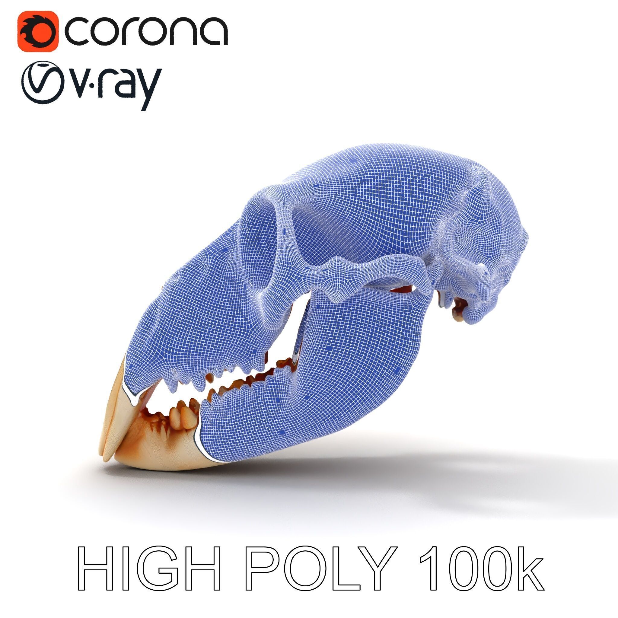 Animal Skull Model Pack  Detailed D Representation Low-poly 3D model_10