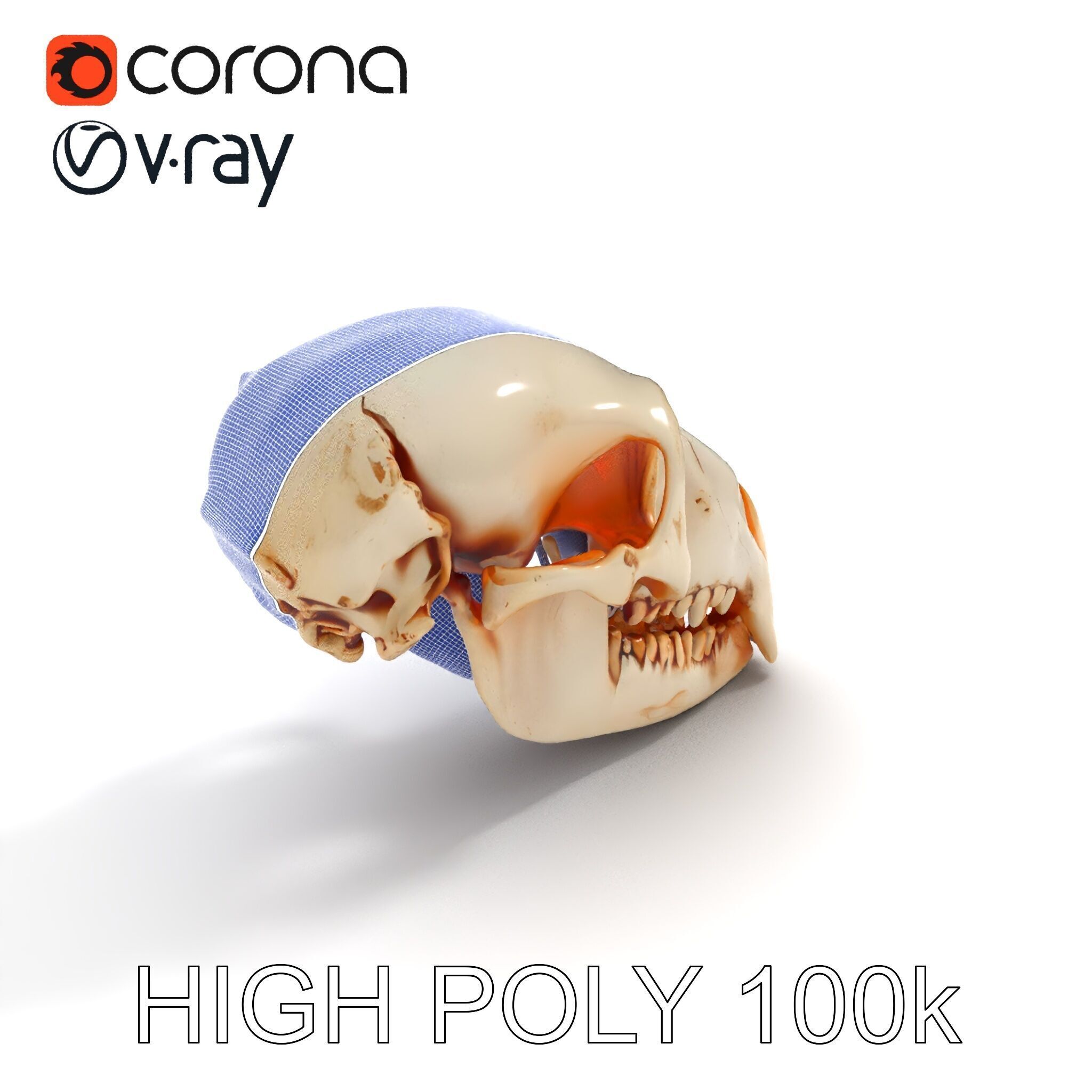 Animal Skull Model Pack  Detailed D Representation Low-poly 3D model_15