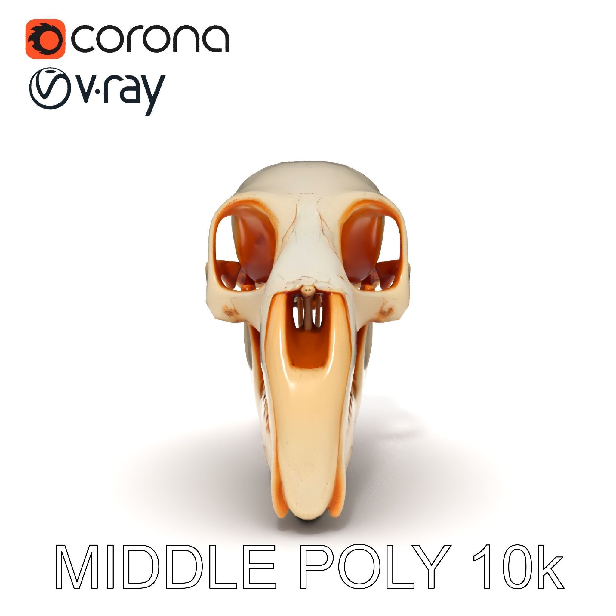 Animal Skull Model Pack  Detailed D Representation Low-poly 3D model_25