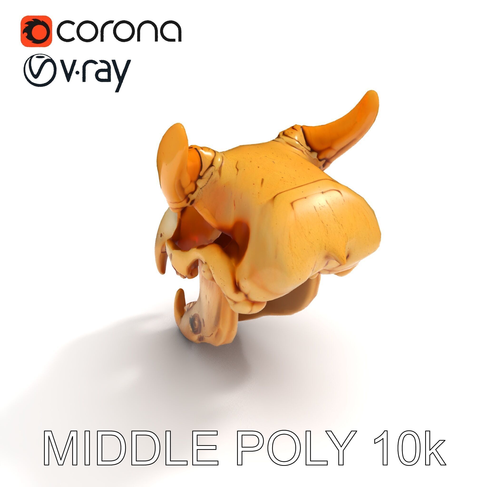 Realistic Animal Skull Model Pack for Rendering and Game Design Low-poly 3D model_6
