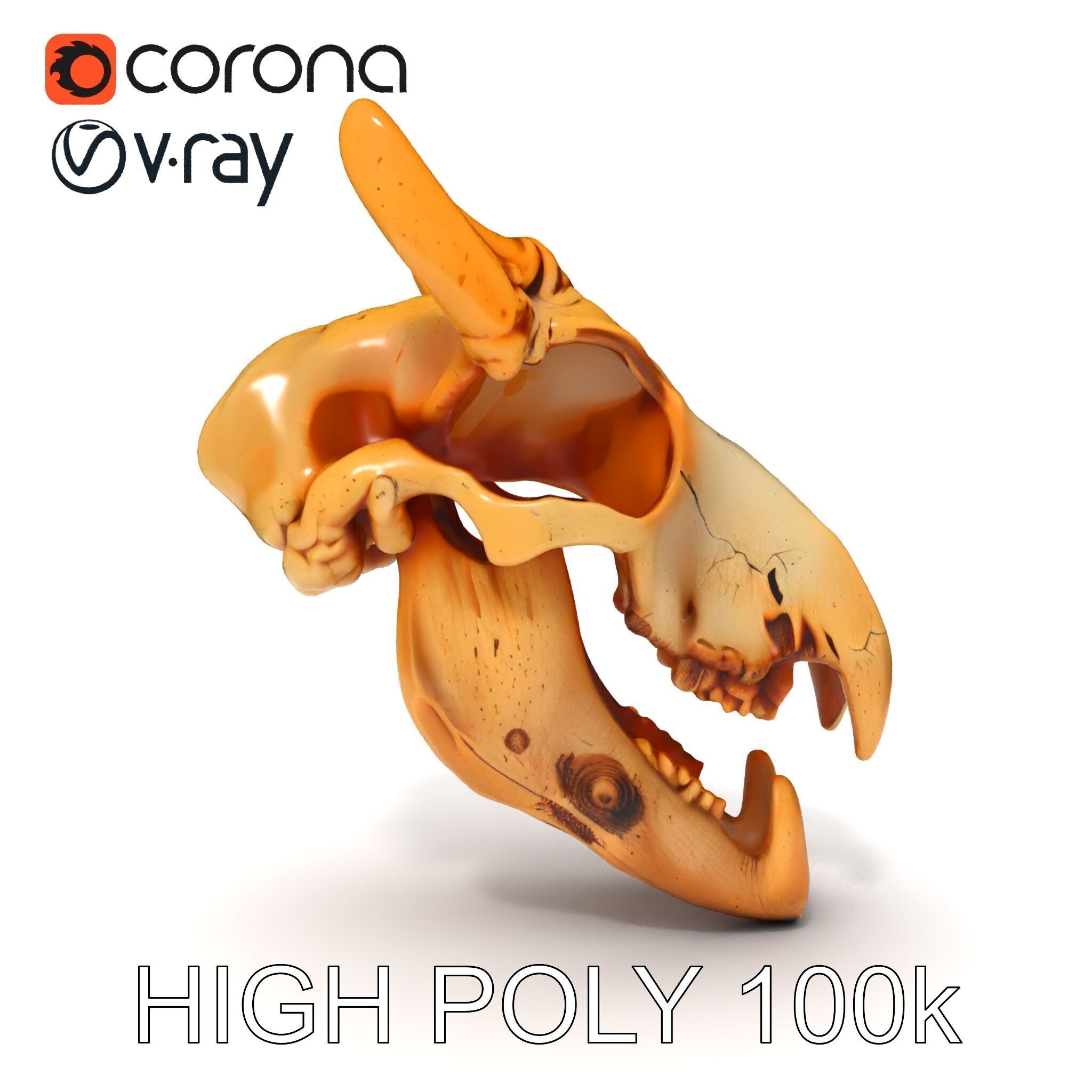 Realistic Animal Skull Model Pack for Rendering and Game Design Low-poly 3D model_13