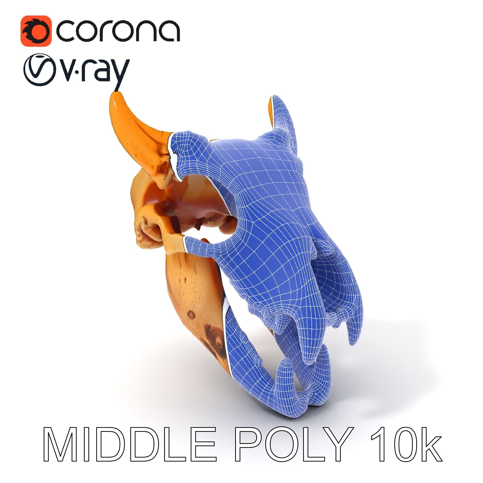 Realistic Animal Skull Model Pack for Rendering and Game Design Low-poly 3D model_11