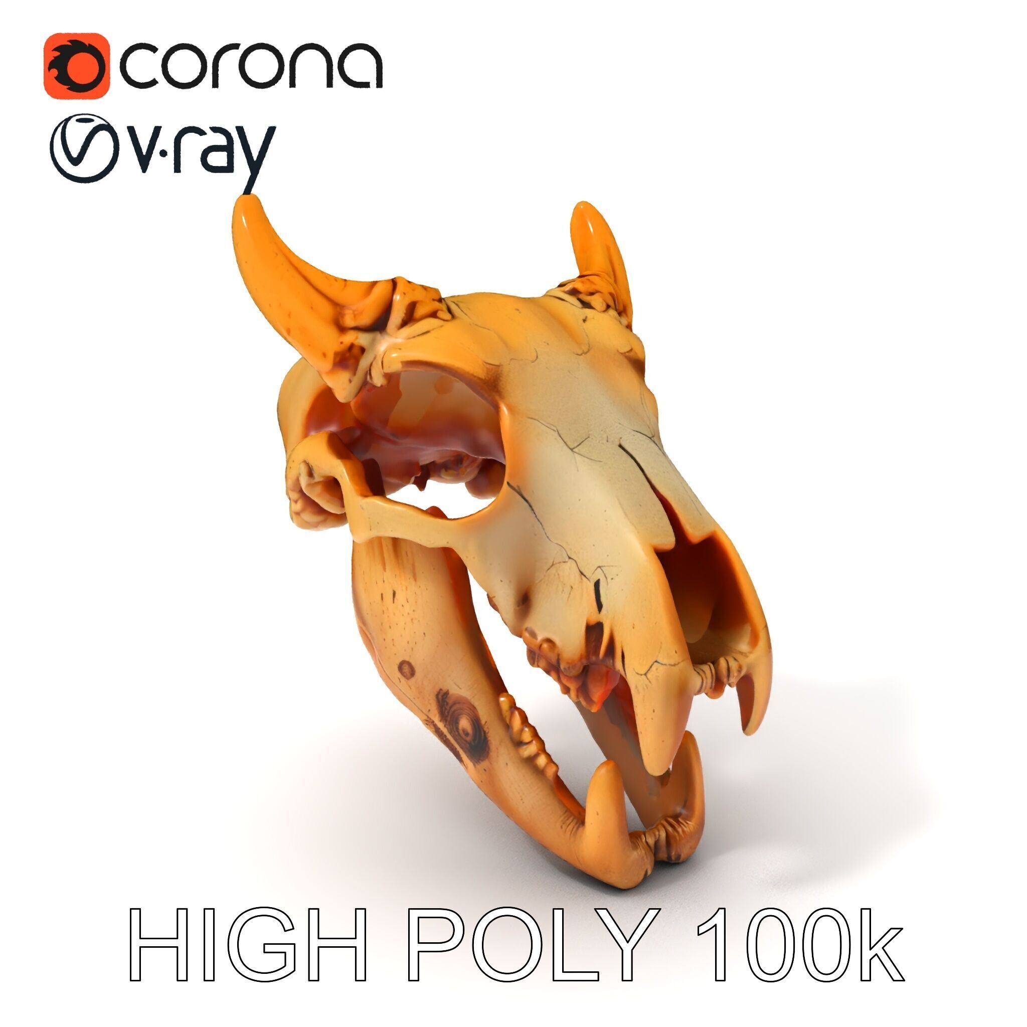 Realistic Animal Skull Model Pack for Rendering and Game Design Low-poly 3D model_3