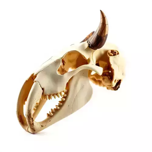 Animal Skull Model Pack Low-poly 3D model