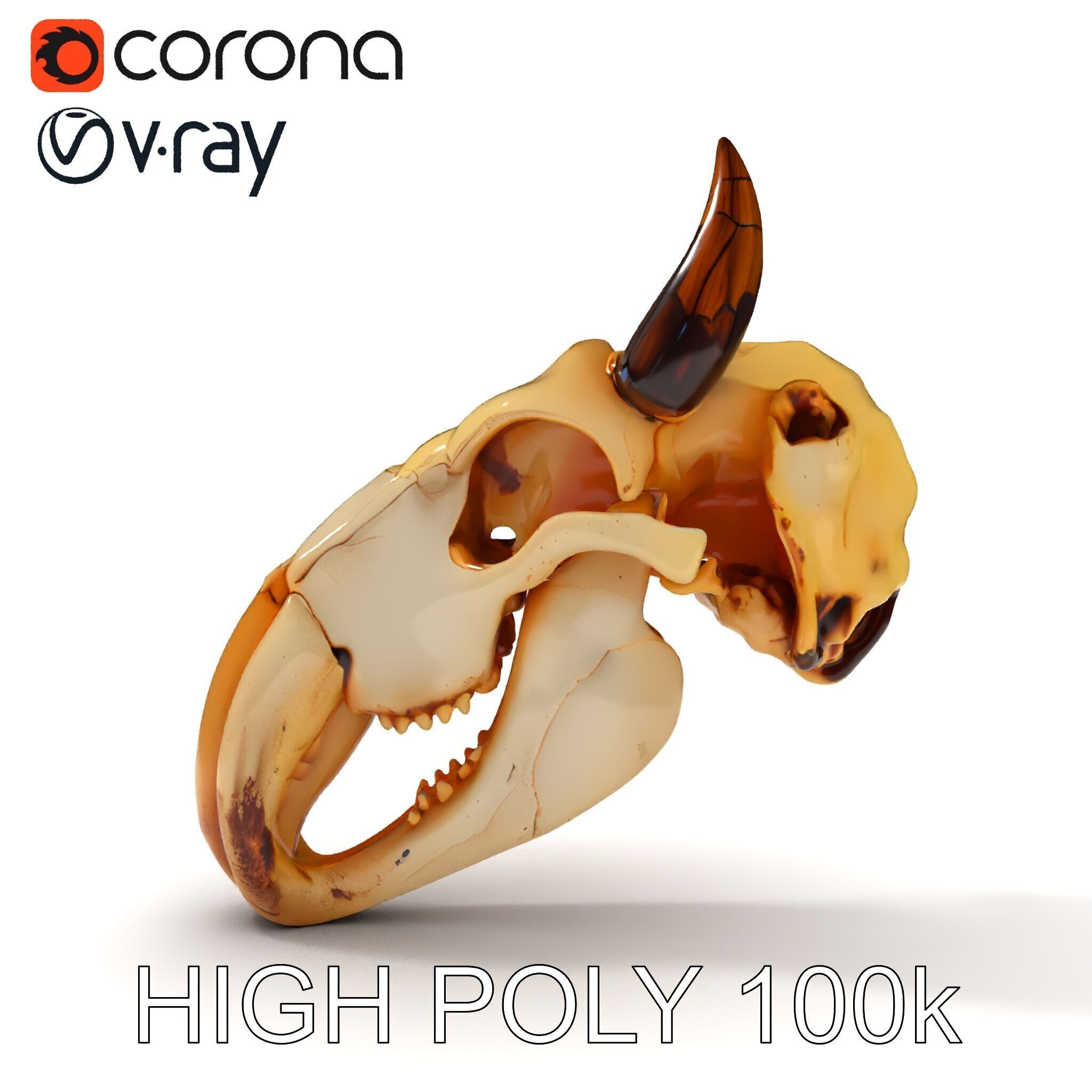 Animal Skull Model Pack Low-poly 3D model_18