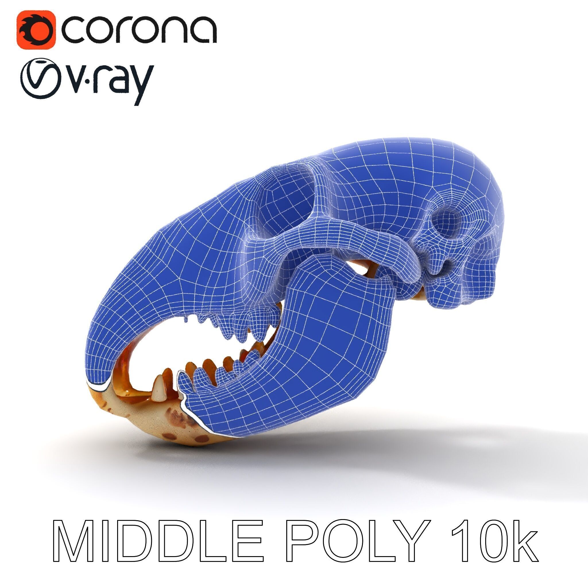 Realistic Animal Skull D Model Pack Low-poly 3D model_30