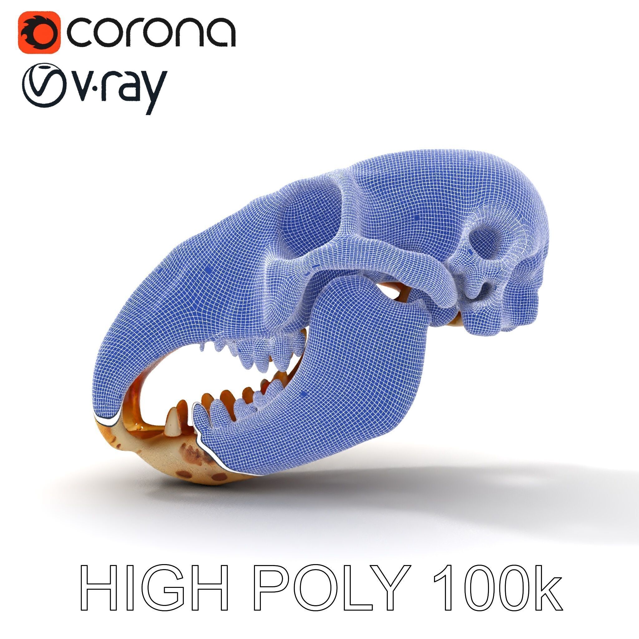 Realistic Animal Skull D Model Pack Low-poly 3D model_26