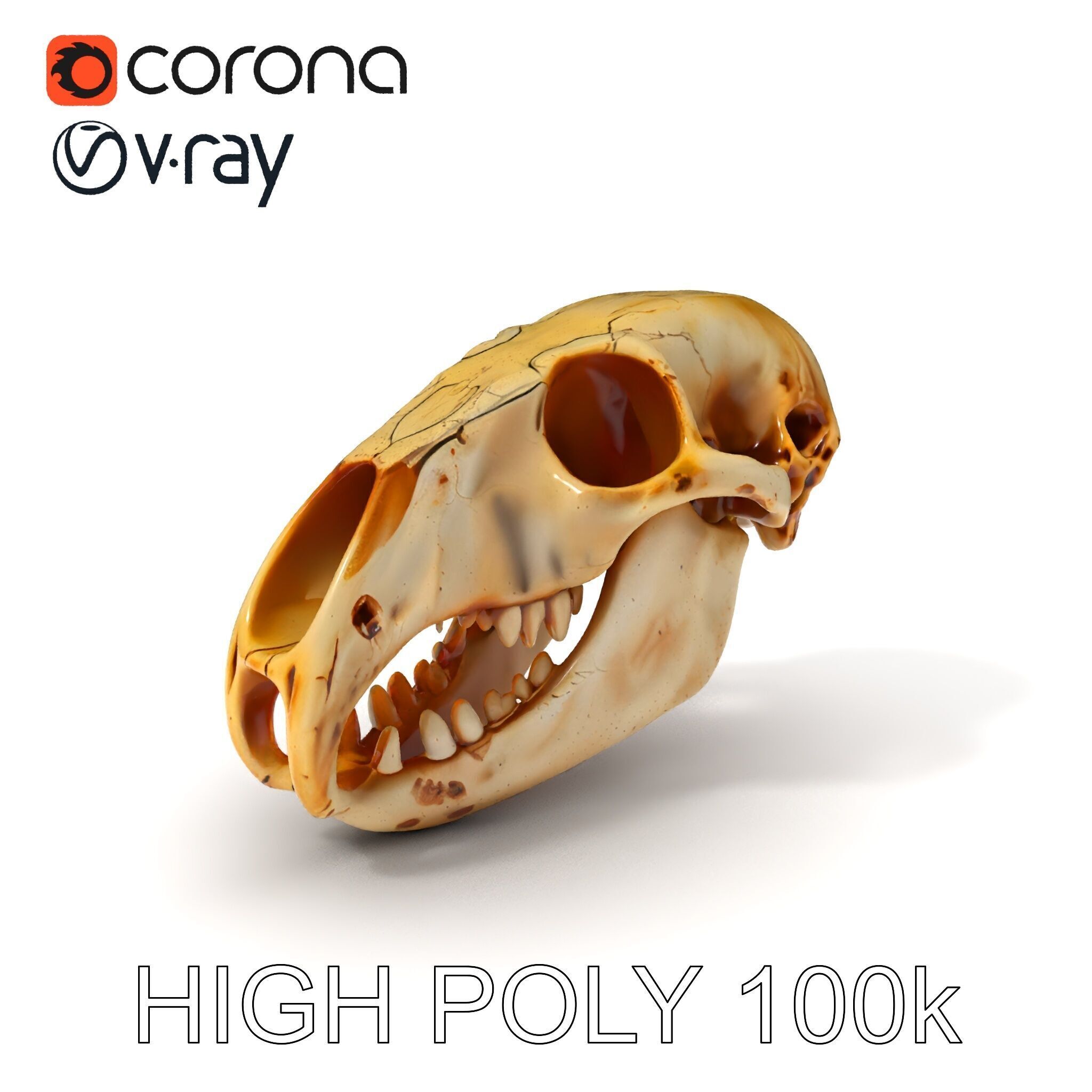 Realistic Animal Skull D Model Pack Low-poly 3D model_3